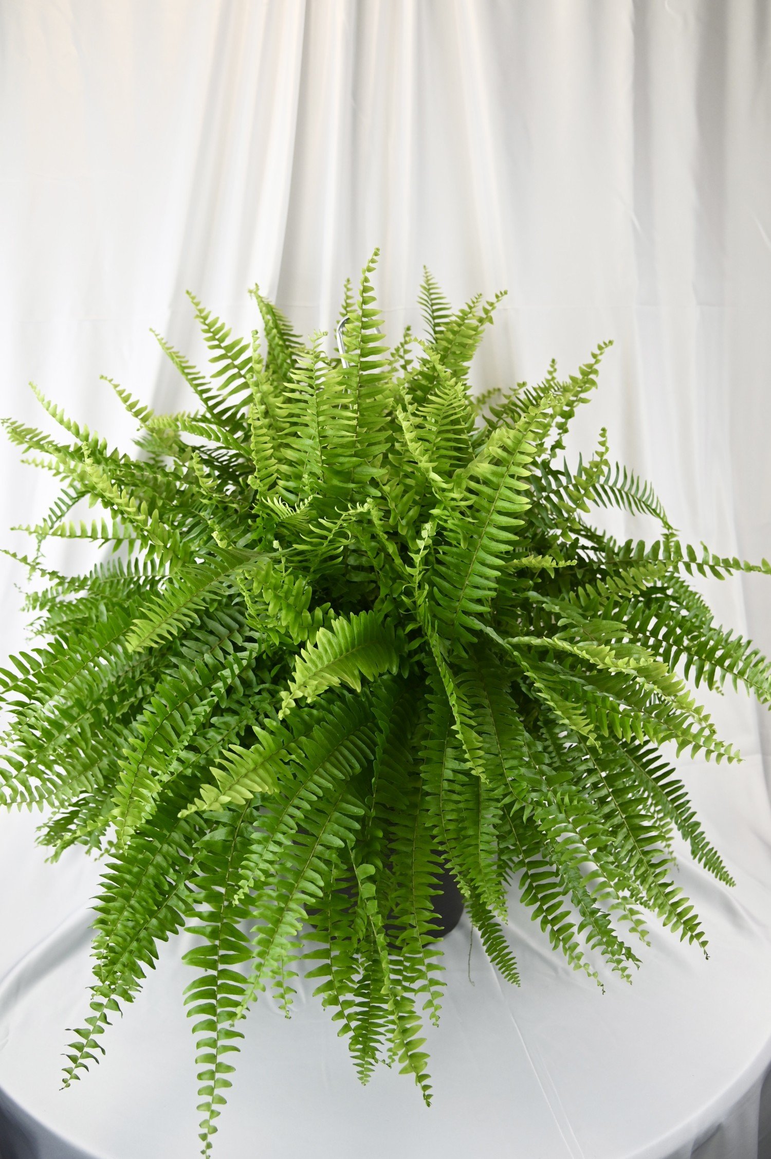 Ferns