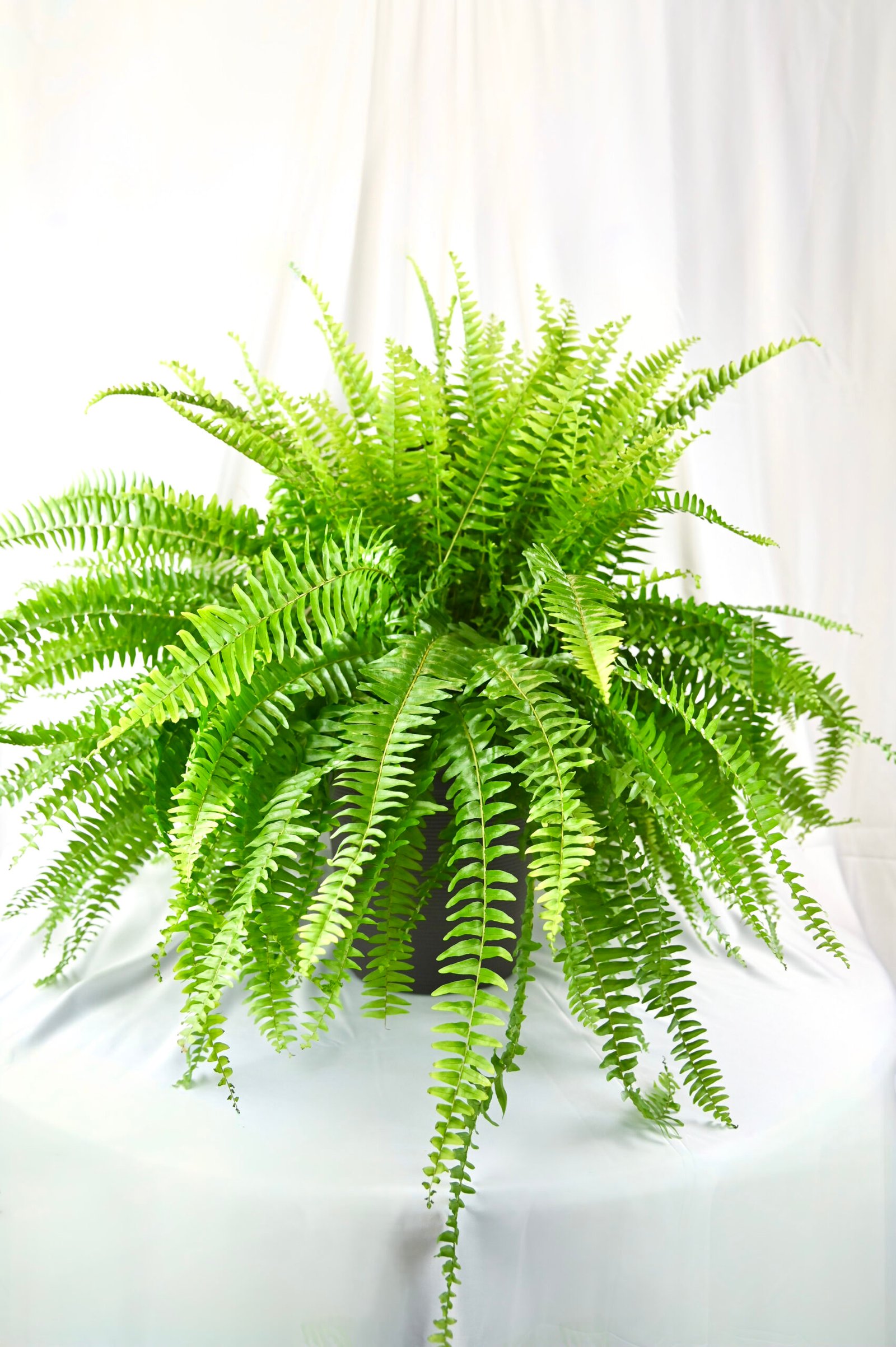 Ferns
