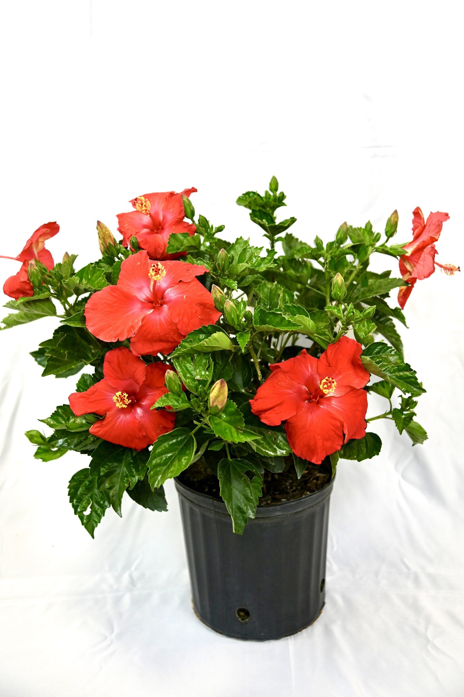 Hibiscus Bush (Asst. colors)