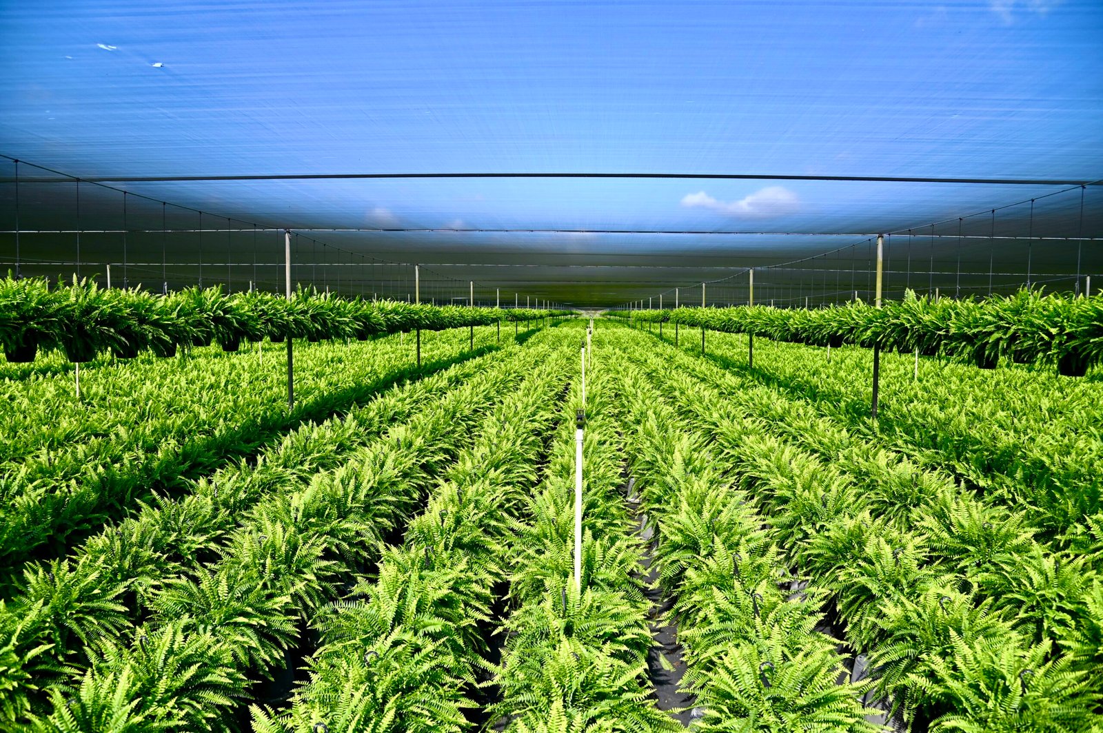 Plants