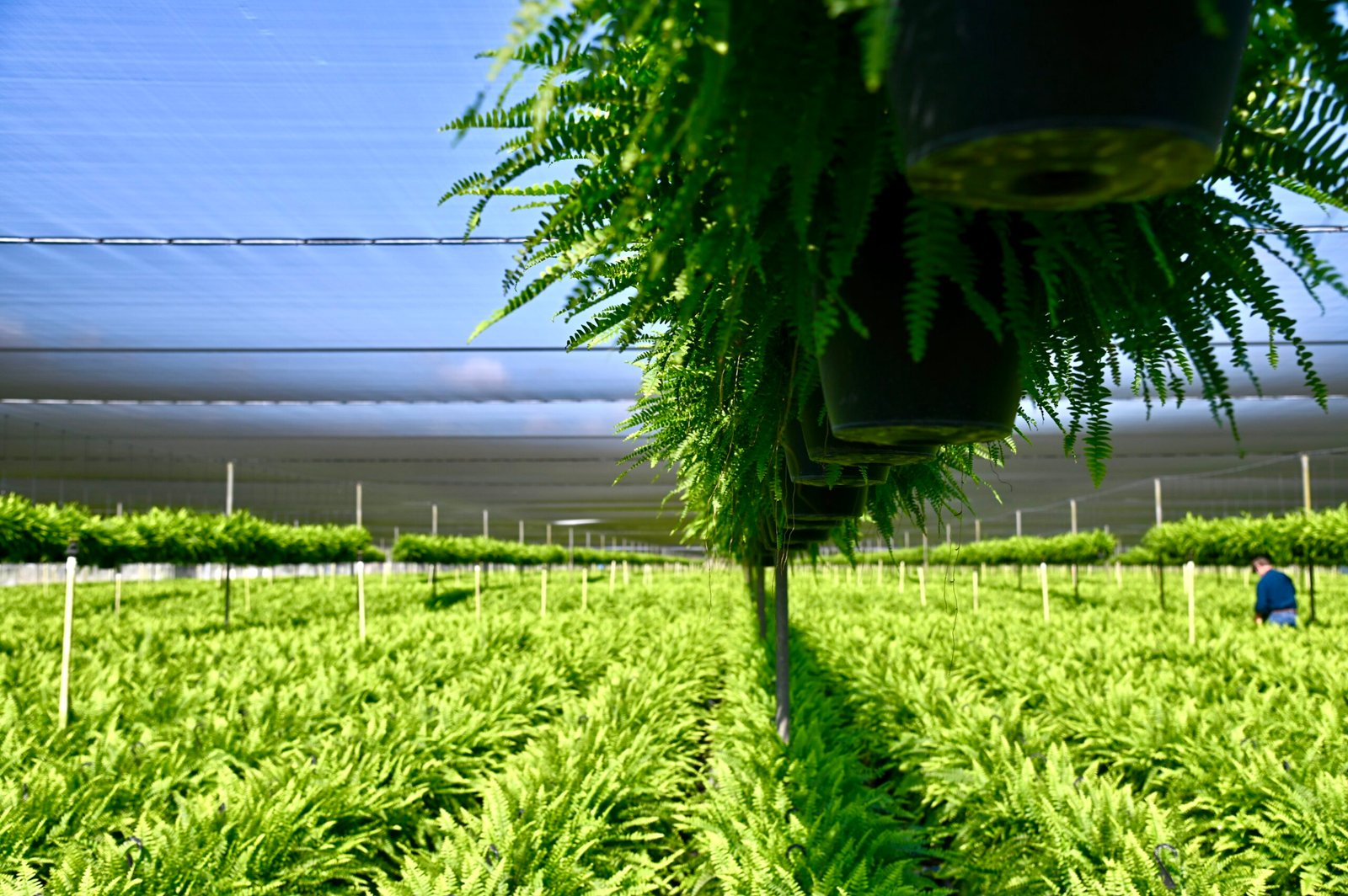 Plant