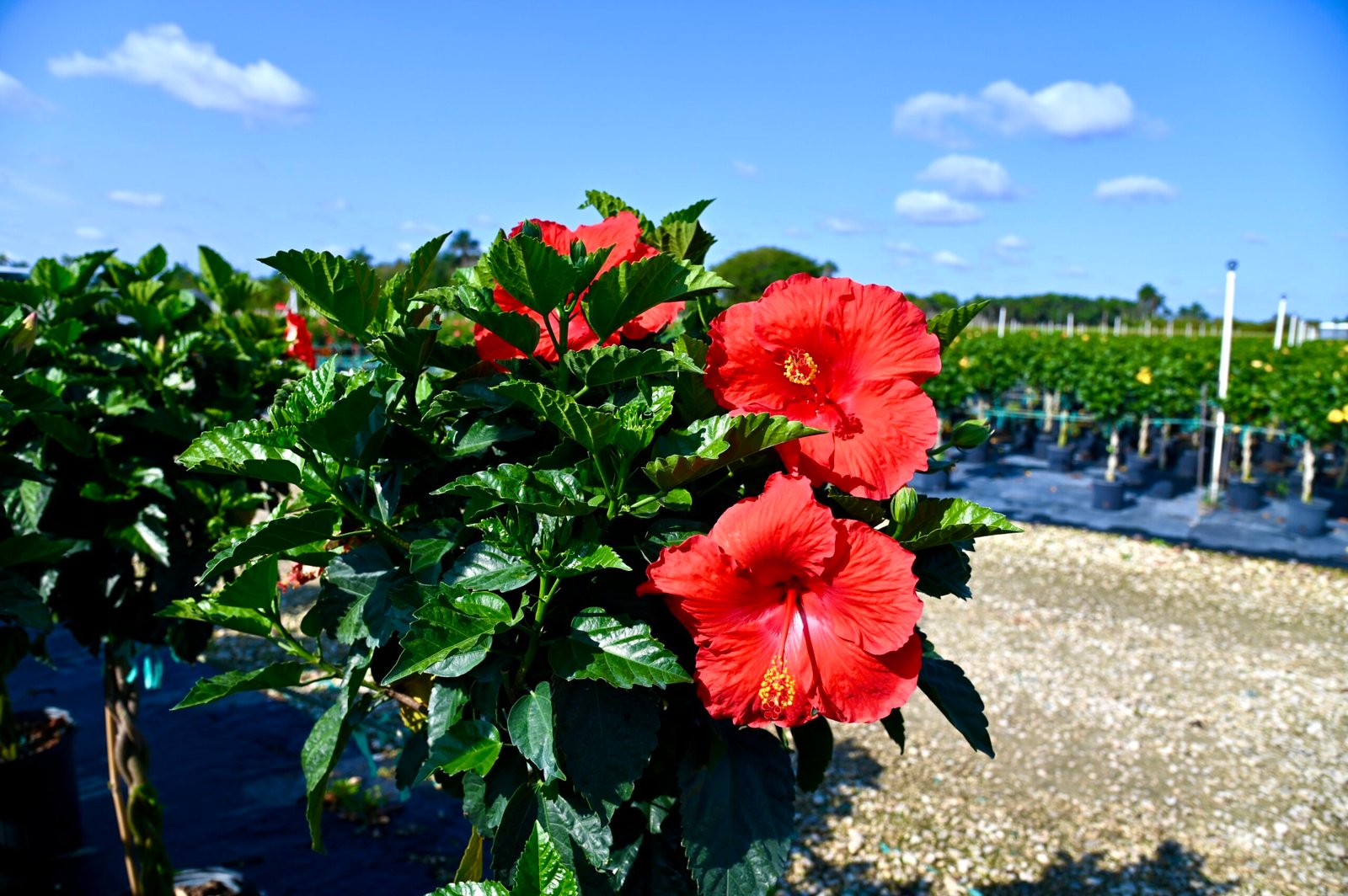Plant