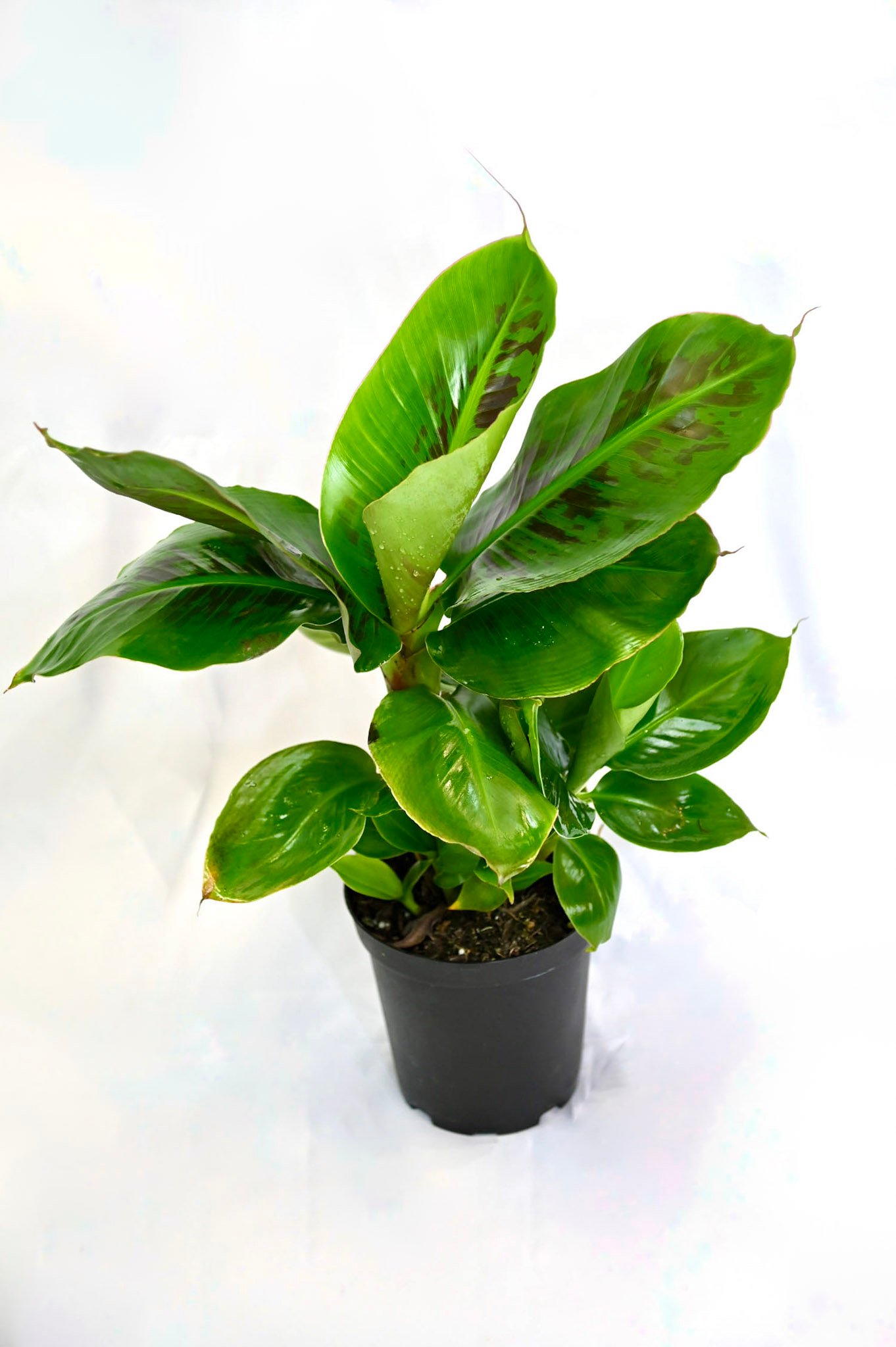 Banana (Musa Tropicana)