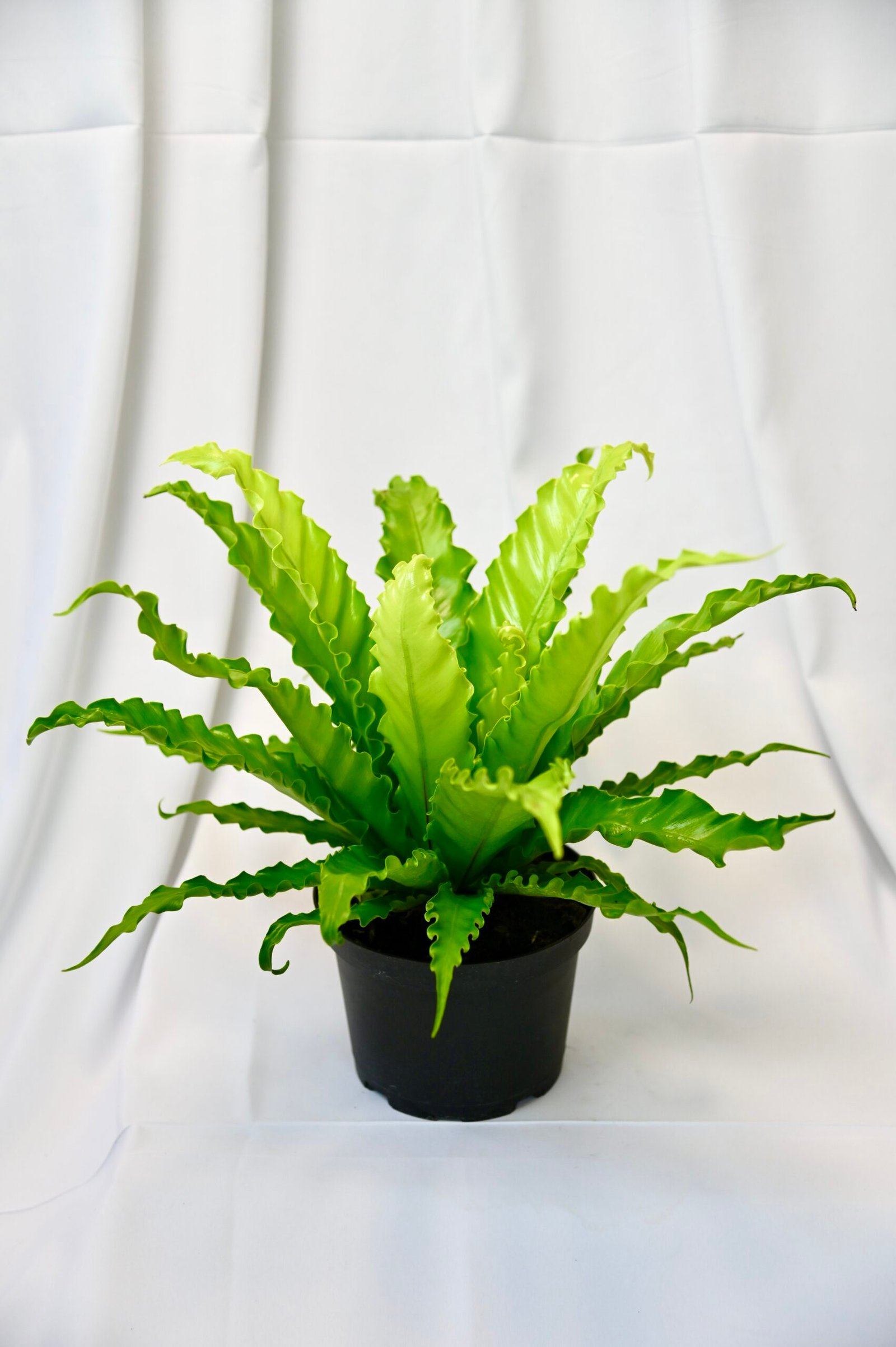 Birds Nest Fern