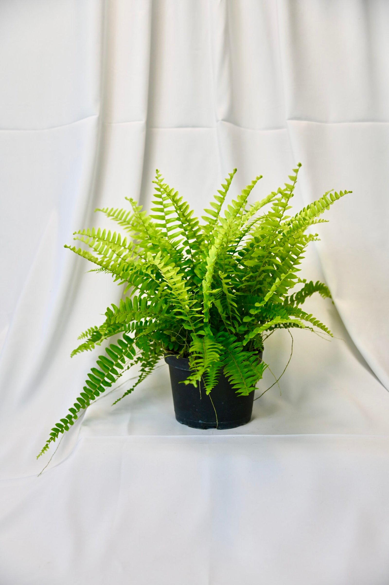 Boston Fern