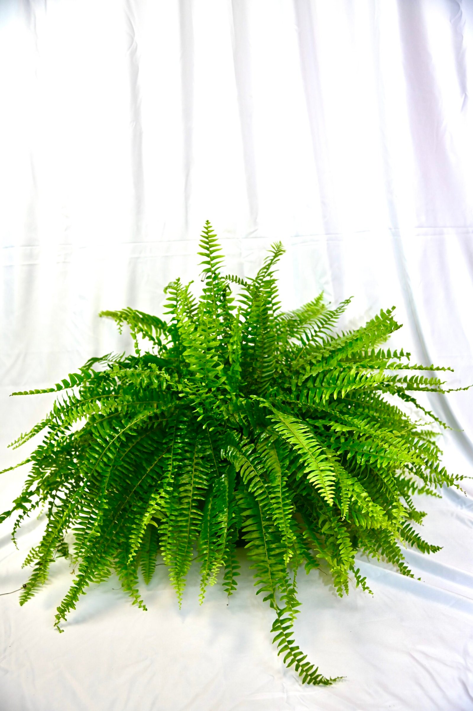Boston Fern Hanging Basket