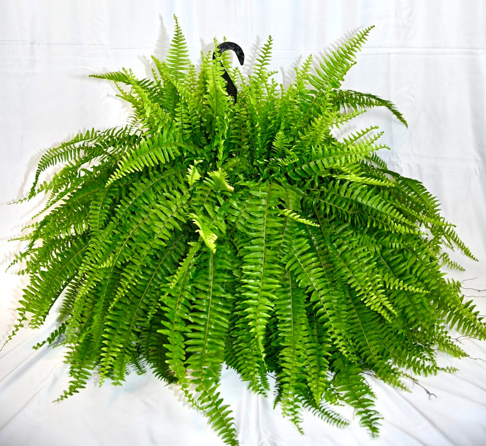 FERNS