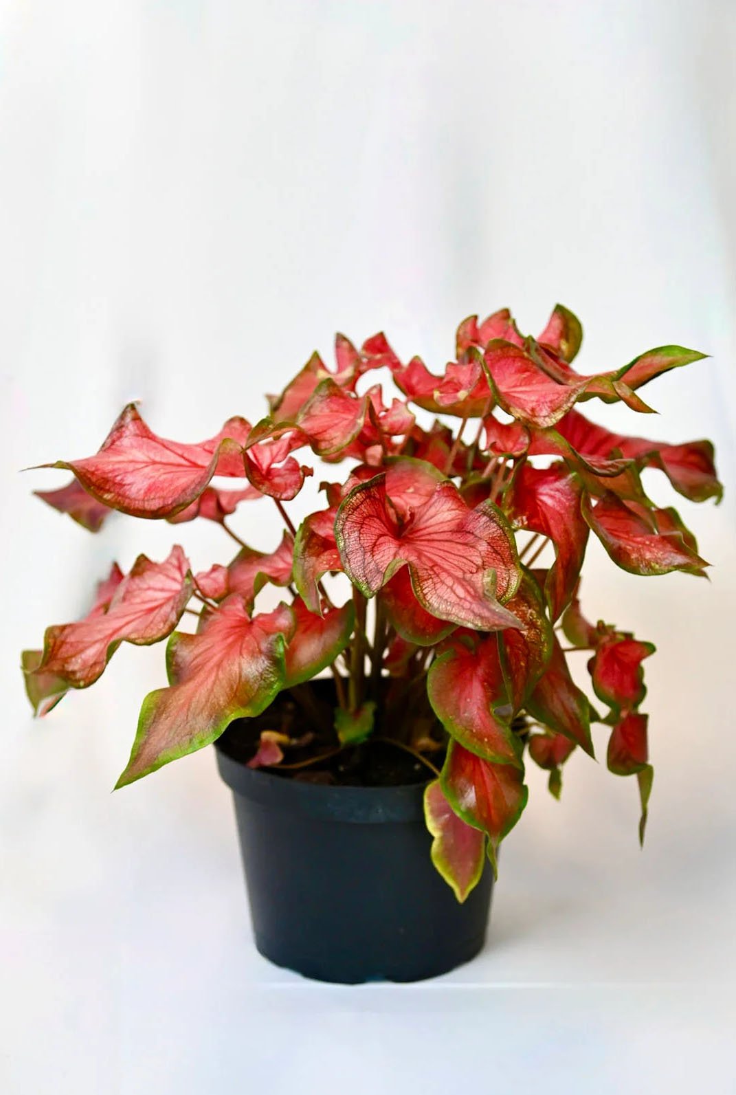 Caladiums