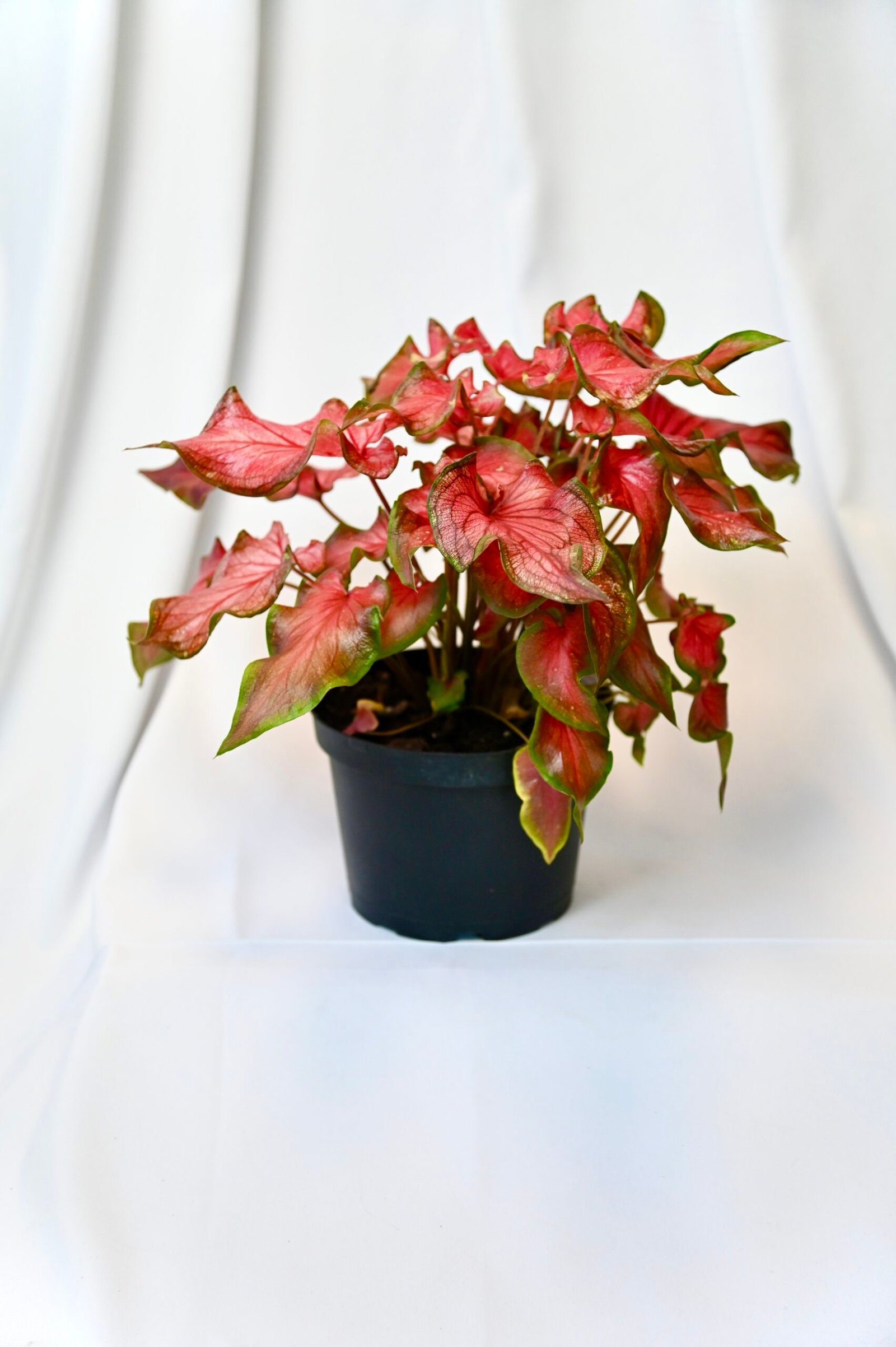 Caladiums (Assorted Varieties-plants shipped in spike)