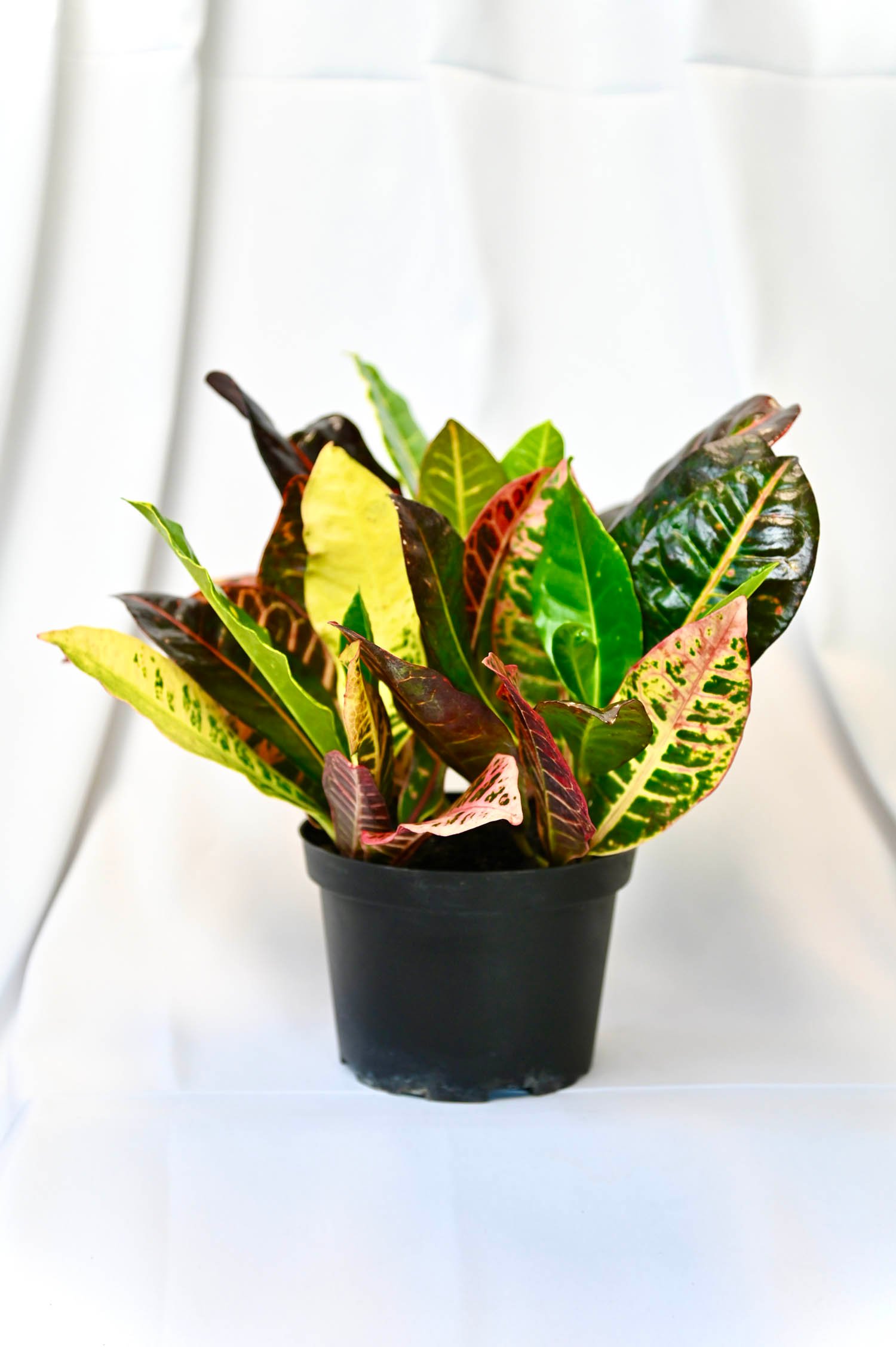 Croton Petra (Fall Crop only)