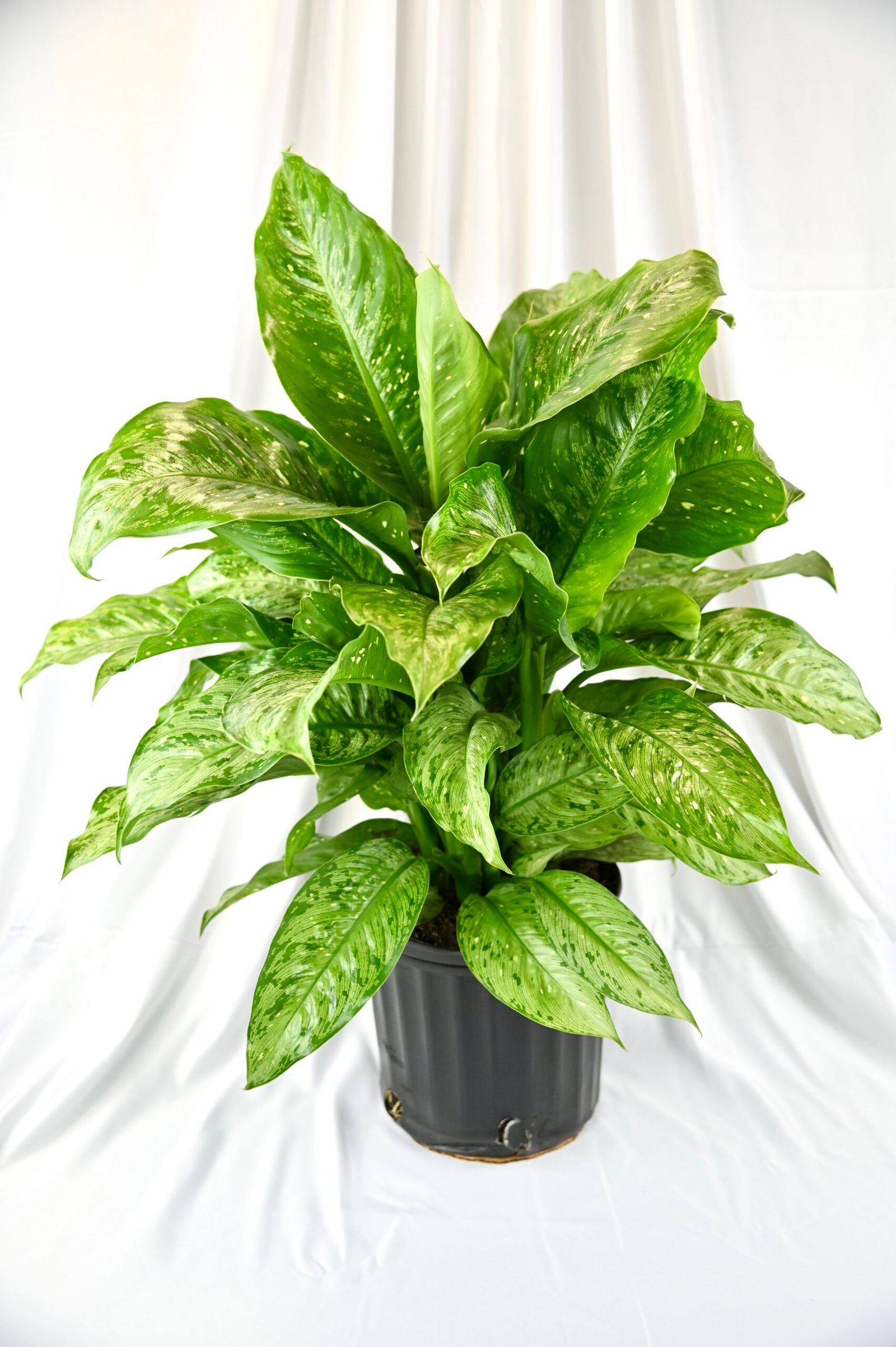 Diffenbachia
