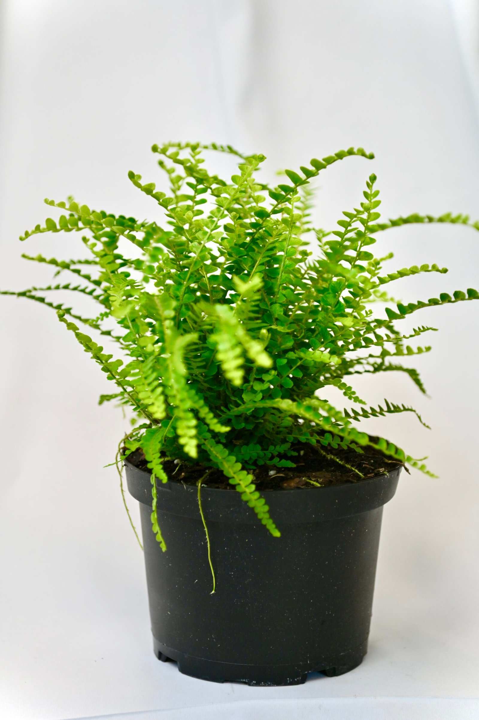 Exotic Fern Asst.