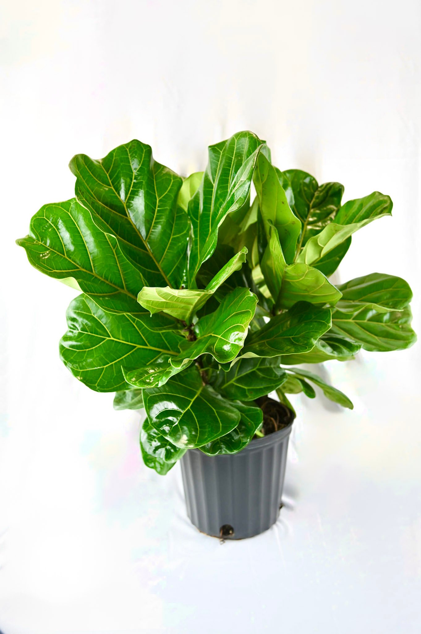 Ficus Lyrata (column)