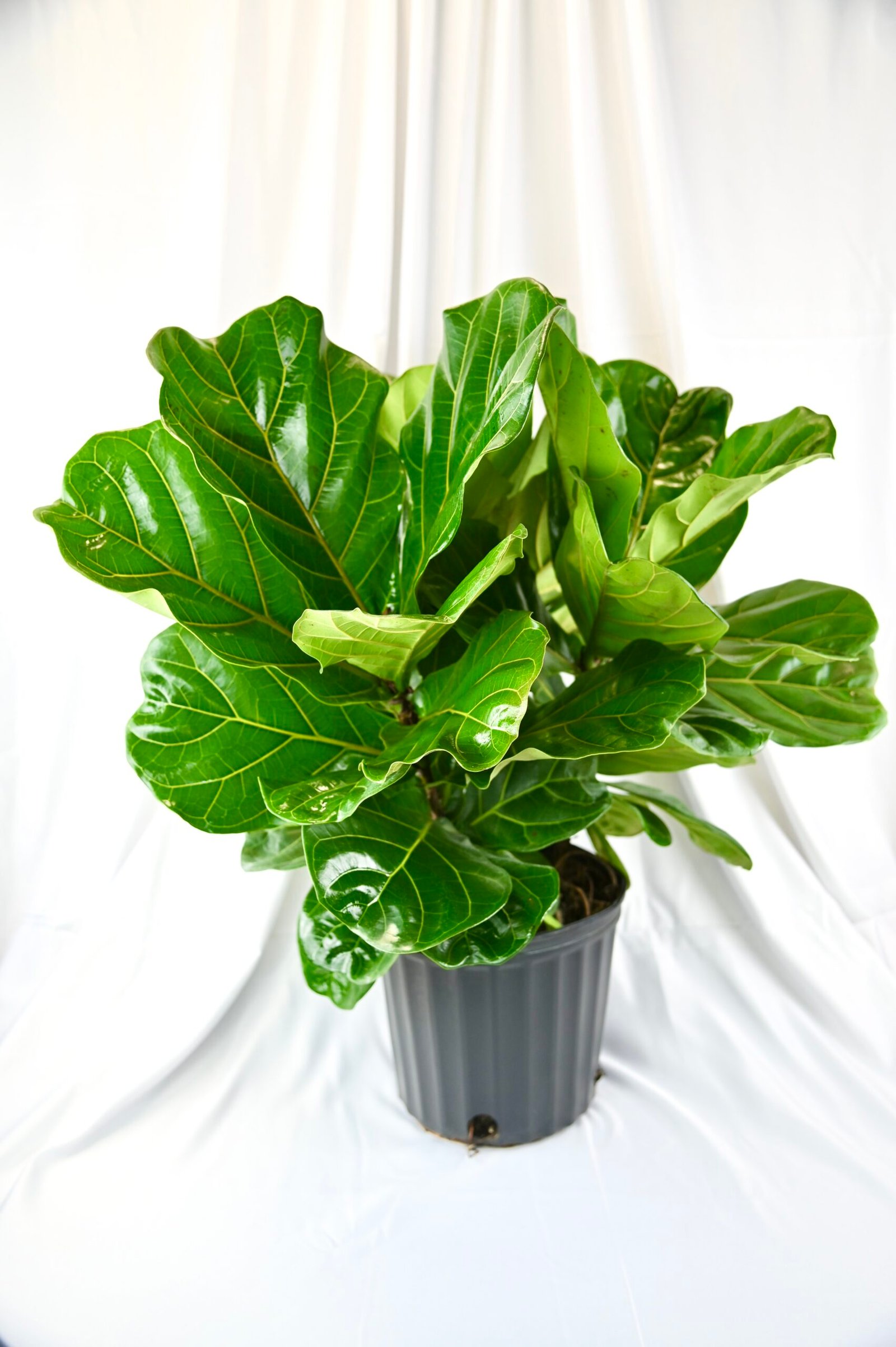 Ficus Lyrata (column)