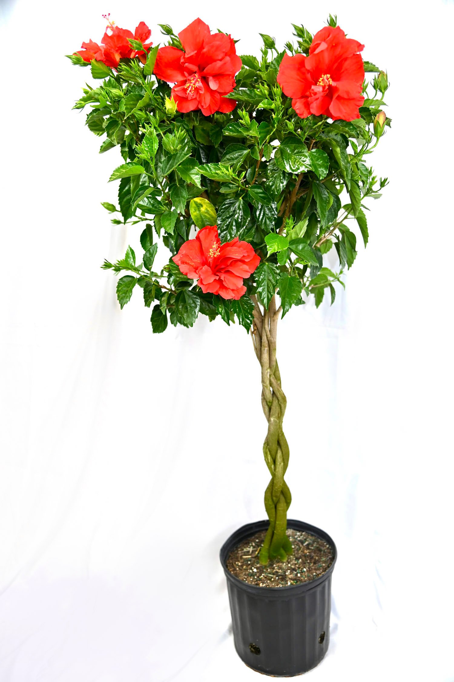 Hibiscus Braid (Asst. colors)