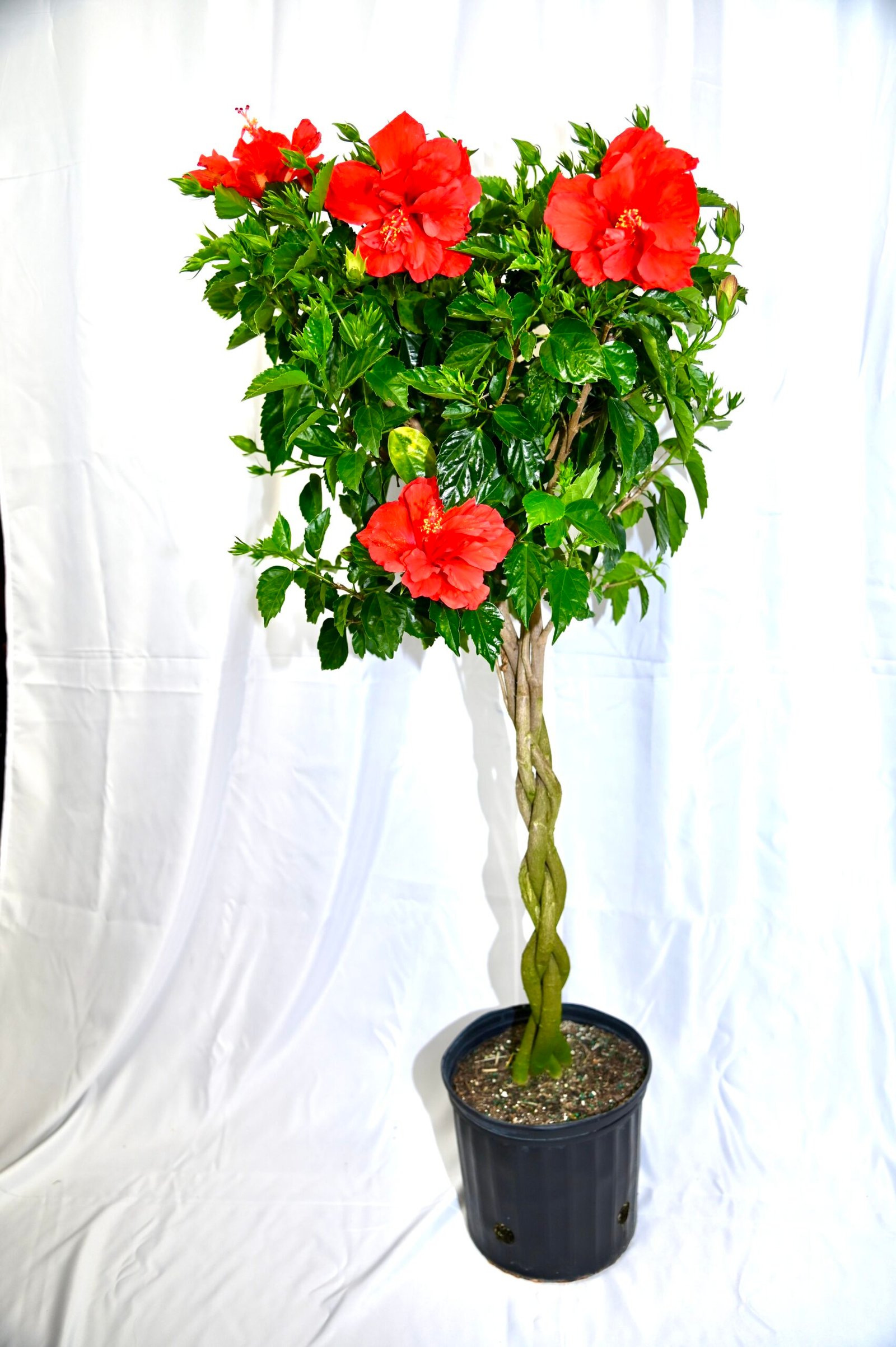 Hibiscus Braid (Asst. colors)