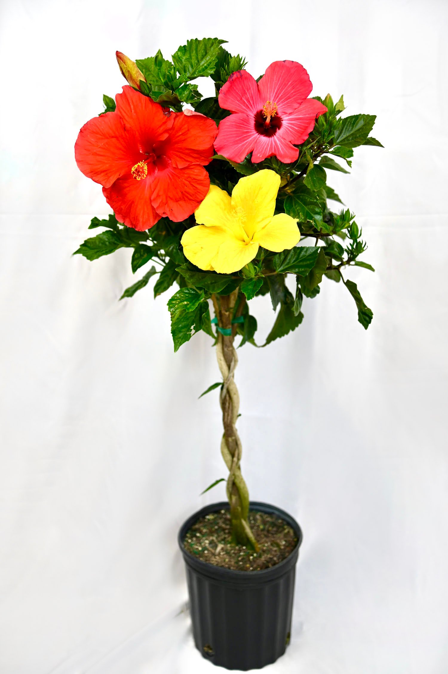 Hibiscus Braid (multi-color)