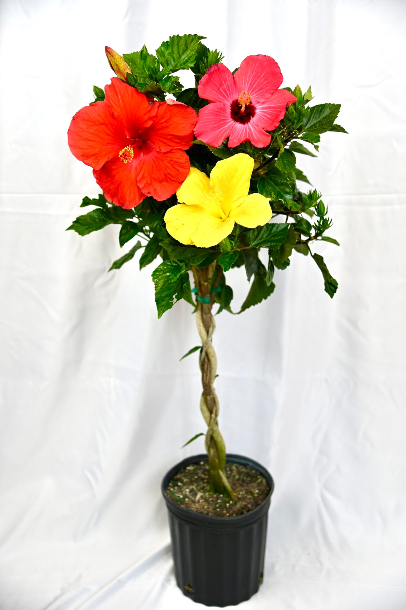 Hibiscus Braid (multi-color)