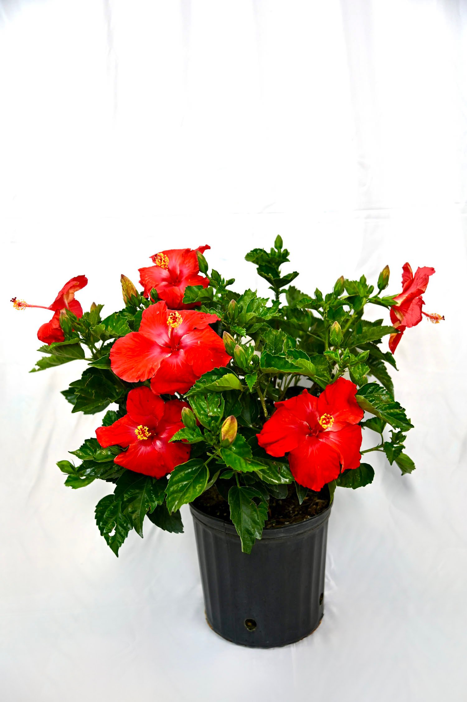 Hibiscus Bush (Asst. colors)