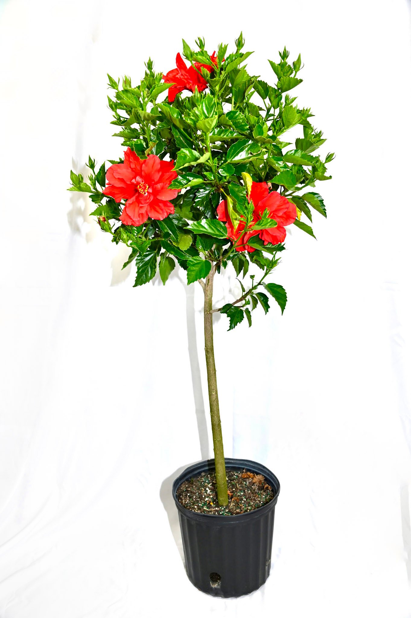 Hibiscus Standard (Asst. colors)