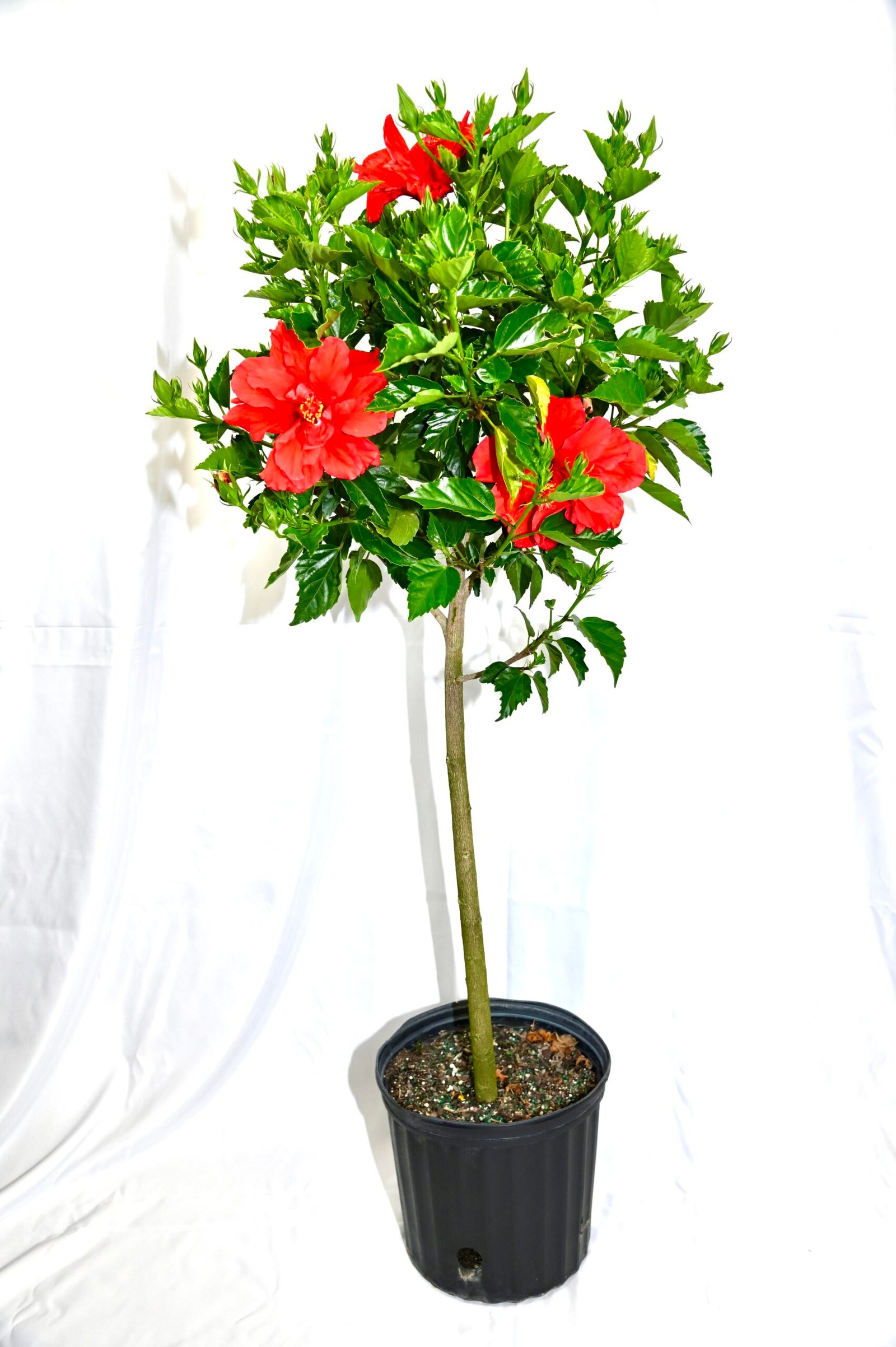 Hibiscus Standard (Asst. colors)