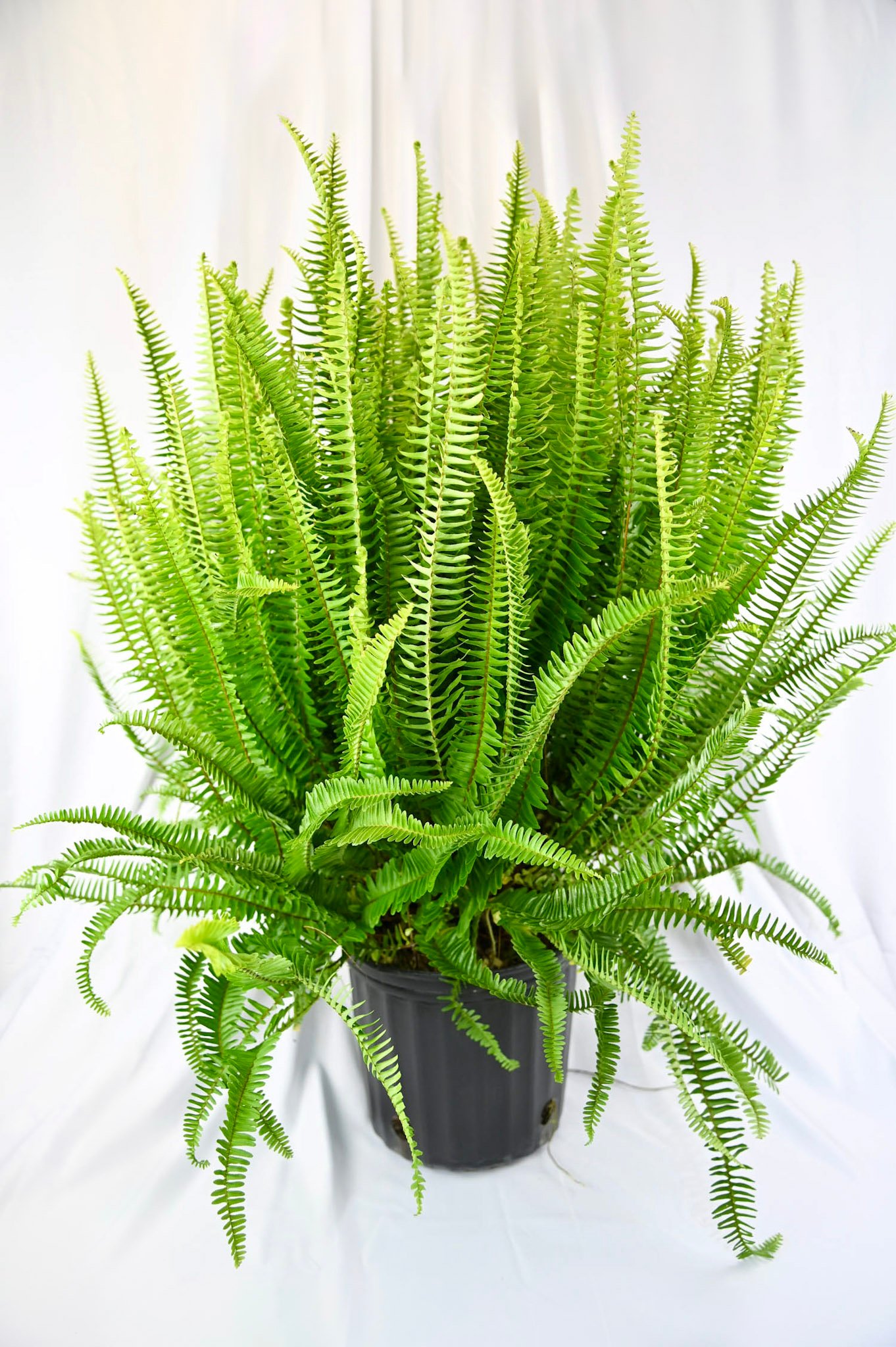 Kimberly Queen Fern