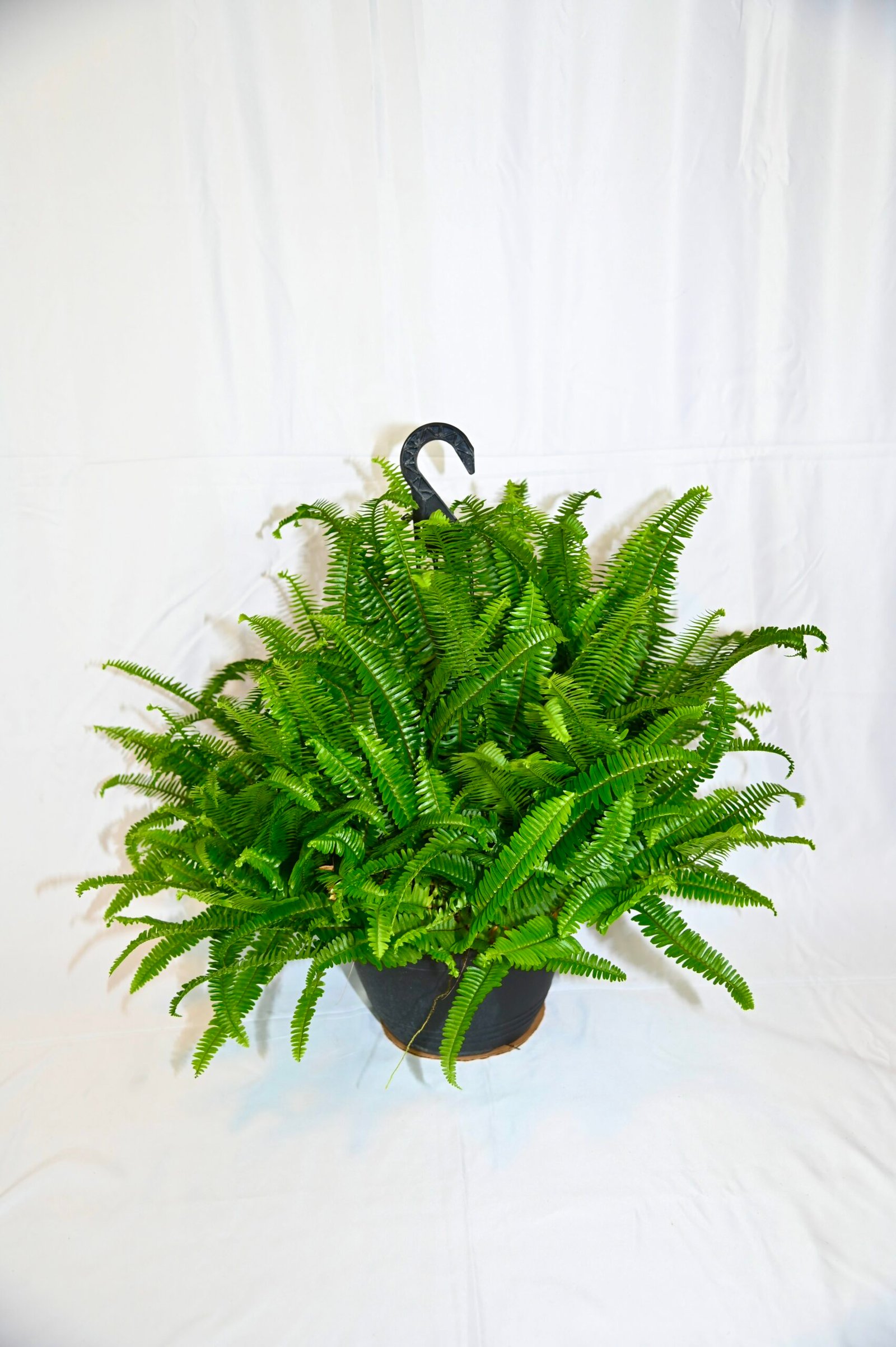 Kimberly Queen Fern Hanging Basket