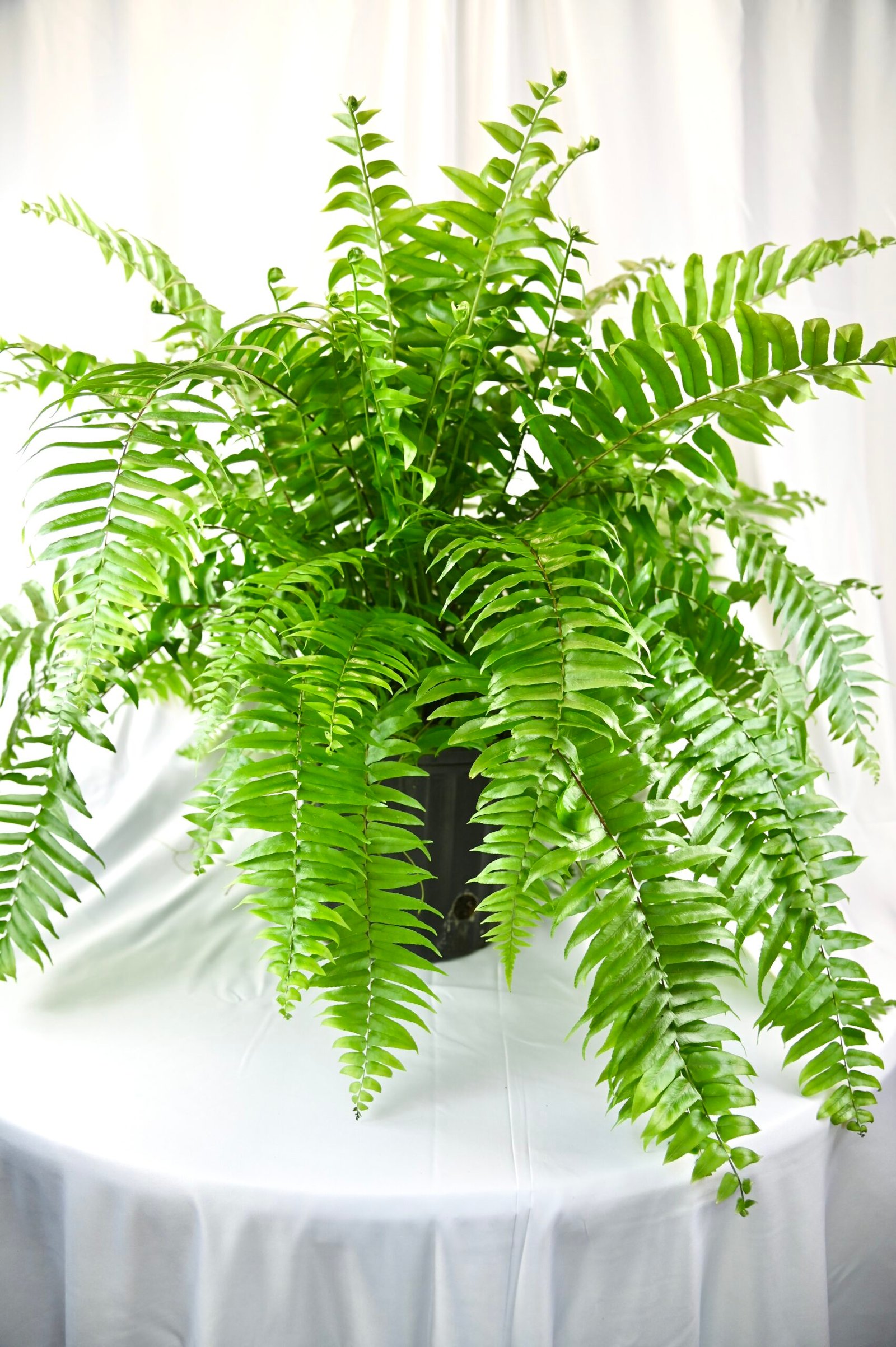 Macho Fern