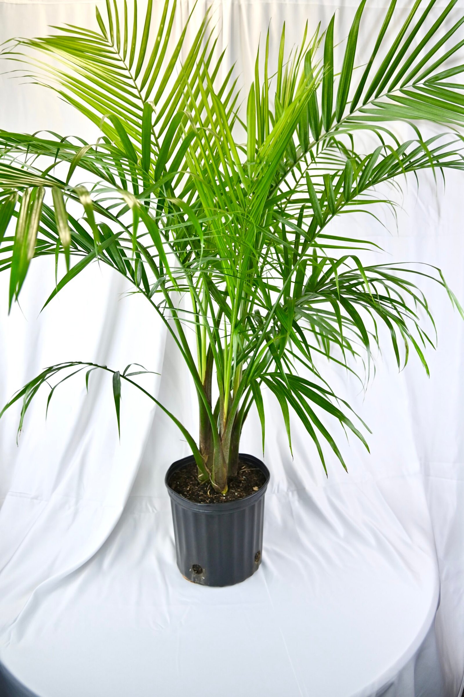 Majesty Palm