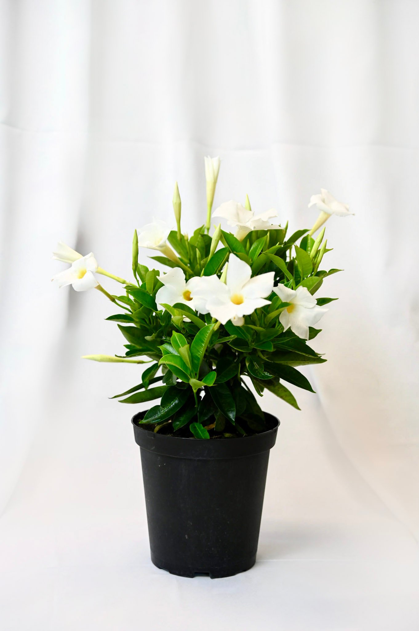 Mandevilla/Dipladenia Bush (pink/red/white)