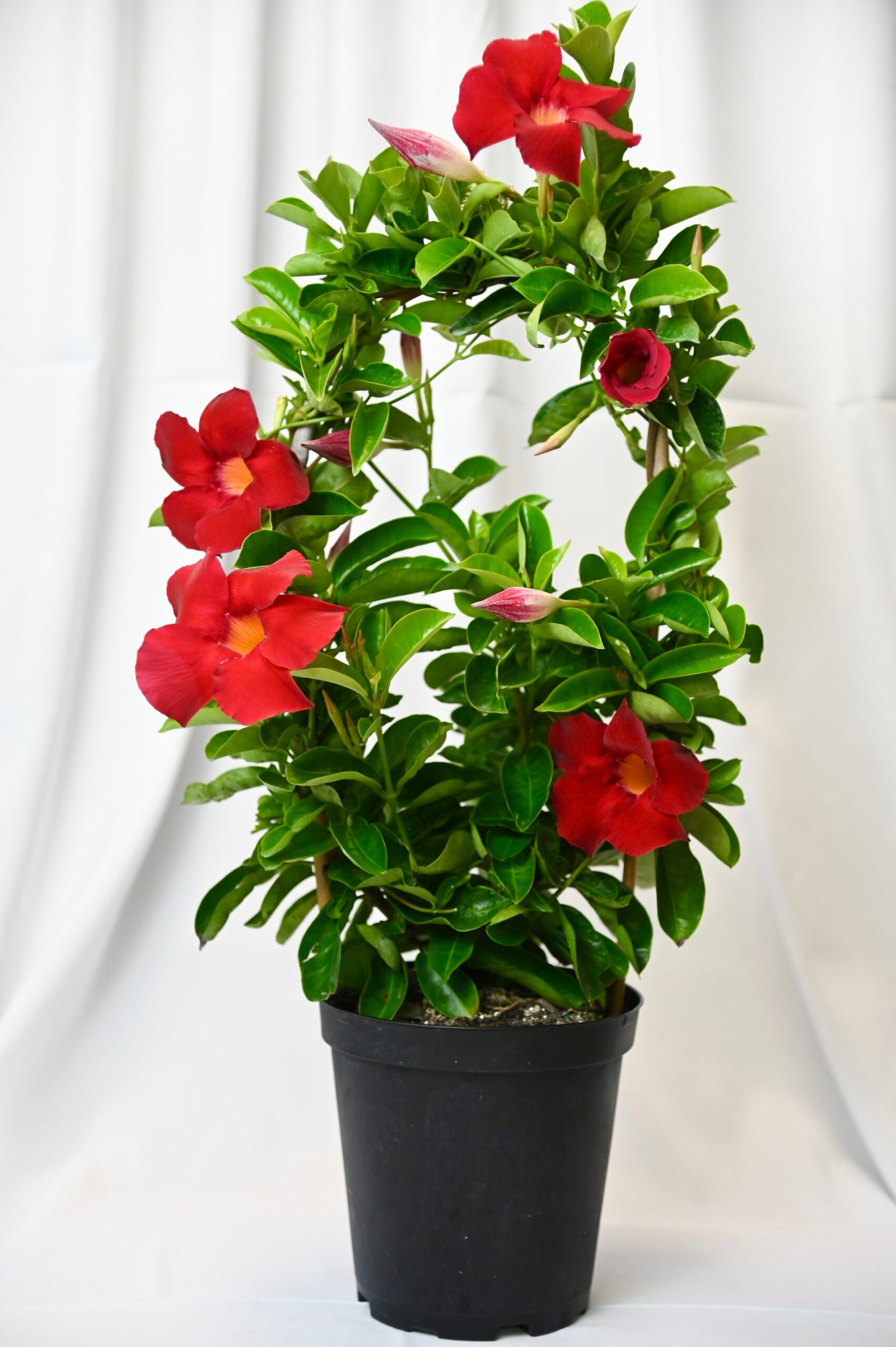 Mandevilla