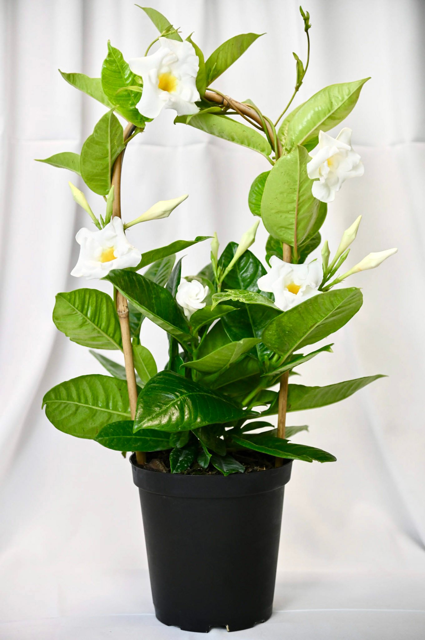 Mandevilla Hoop(pink/red/white)