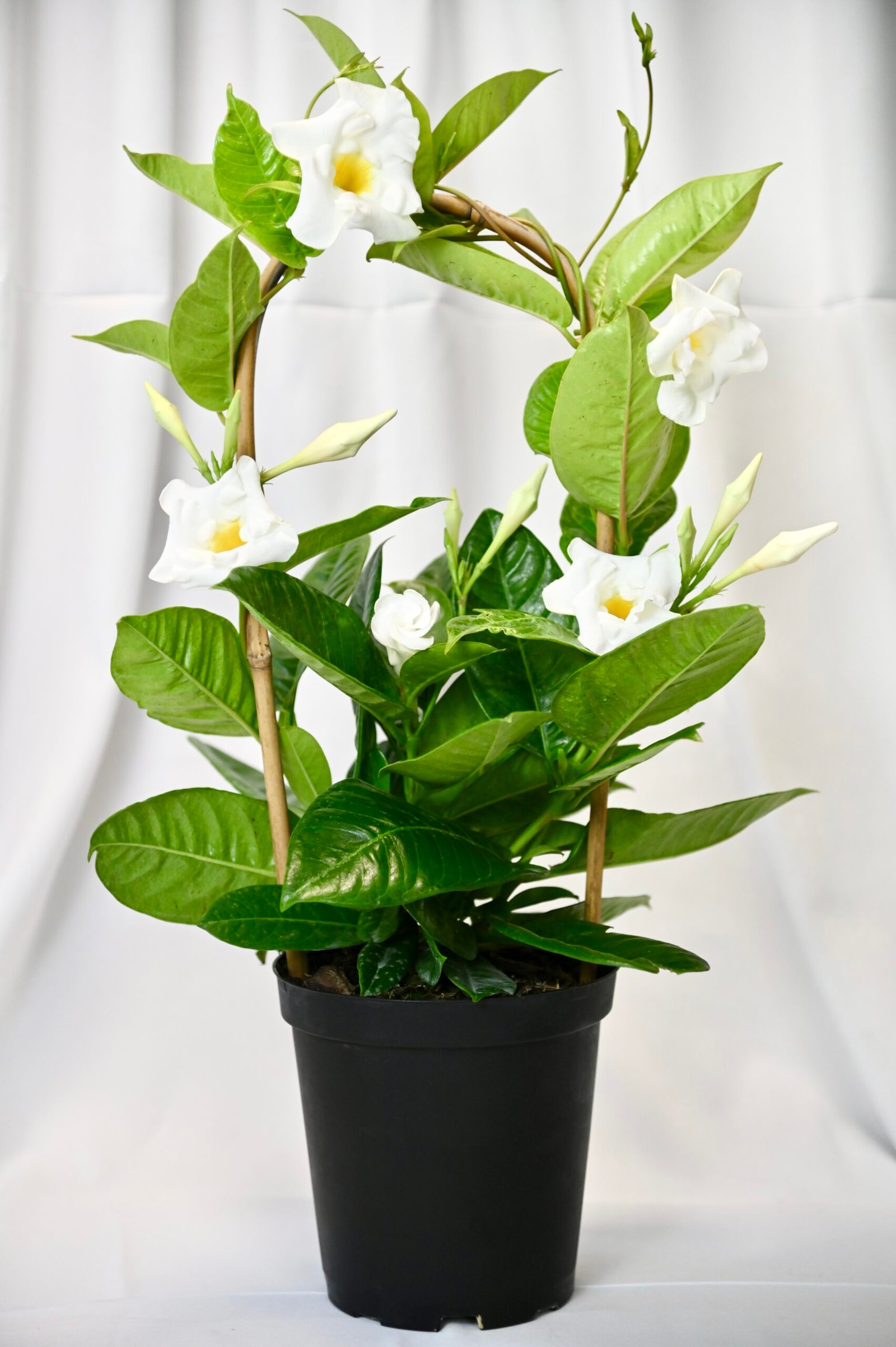 Mandevilla Hoop(pink/red/white)