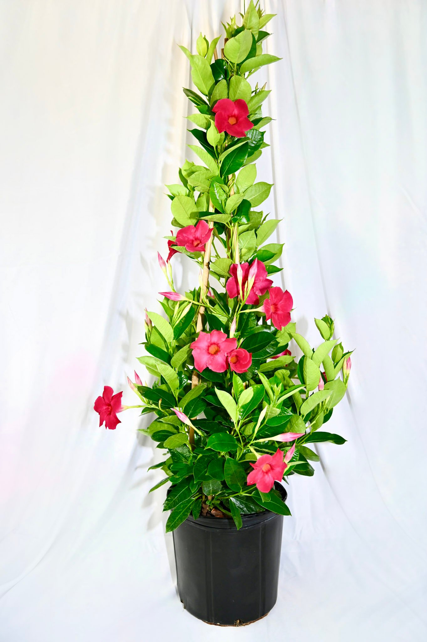 Mandevilla Teepee (pink/red/white)