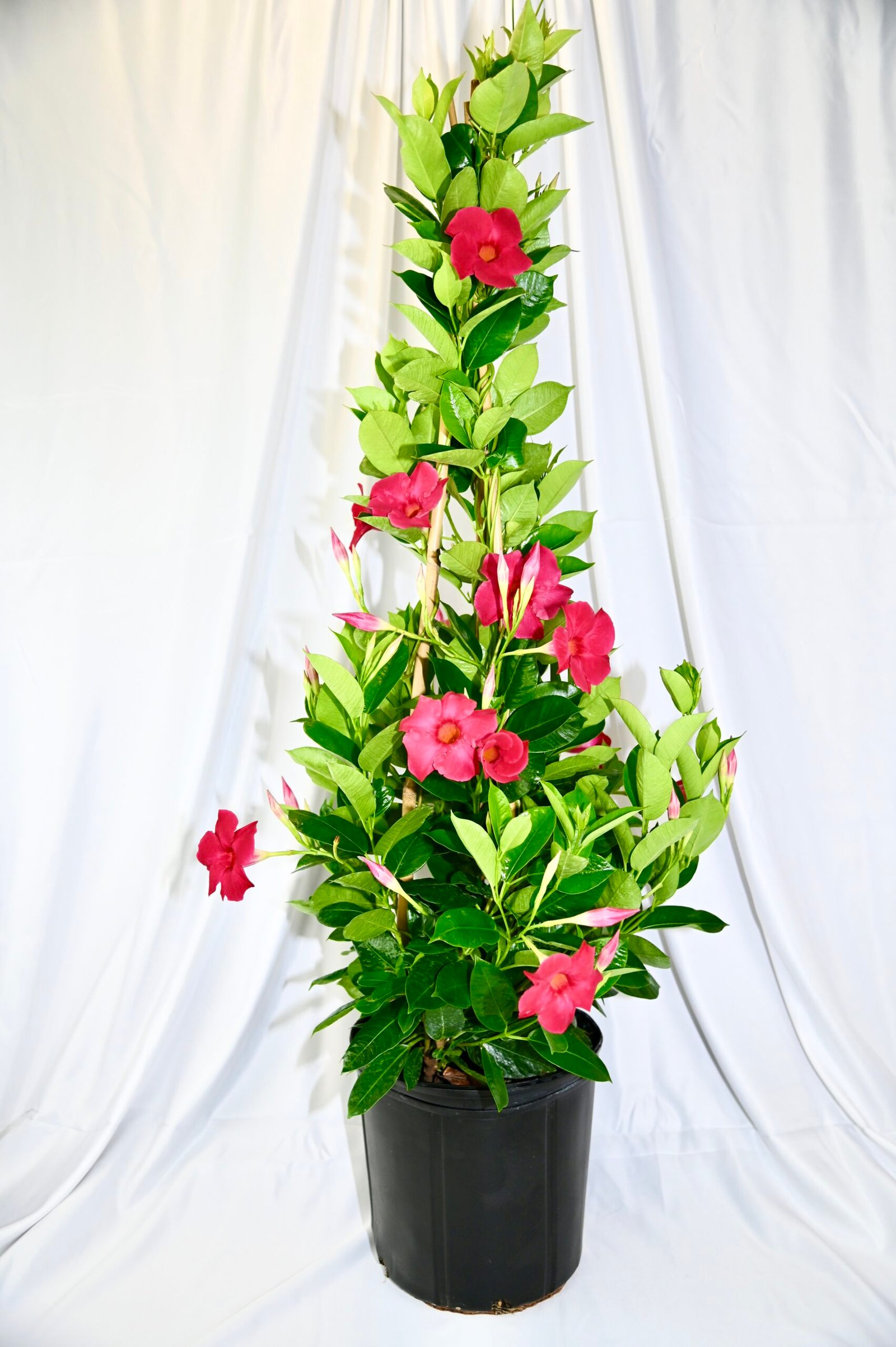 Mandevilla Teepee (pink/red/white)