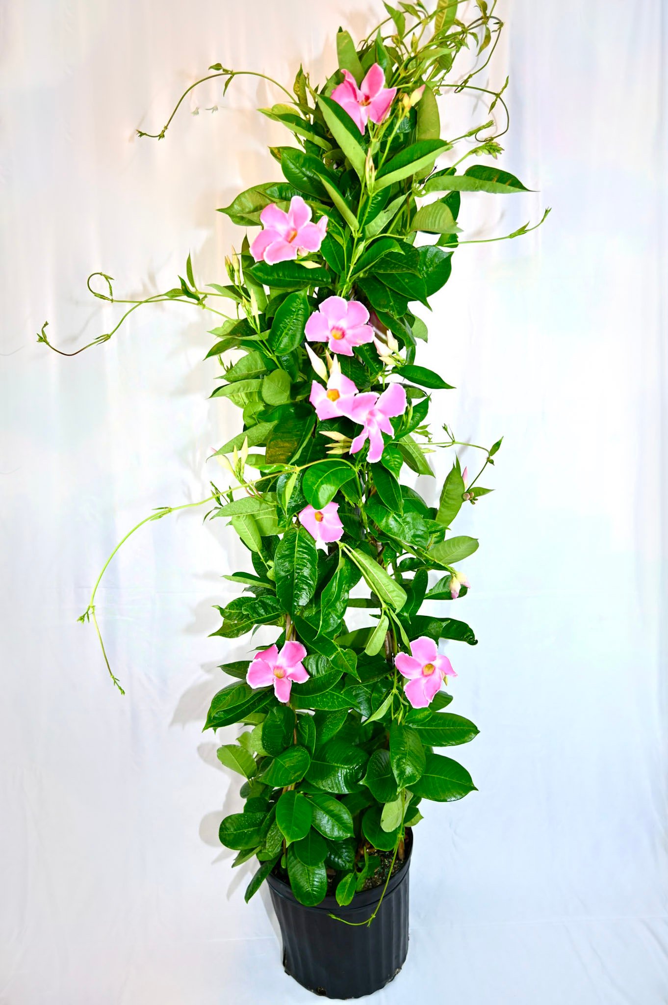 Mandevilla Teepee (pink/red/white/Hot Pink)