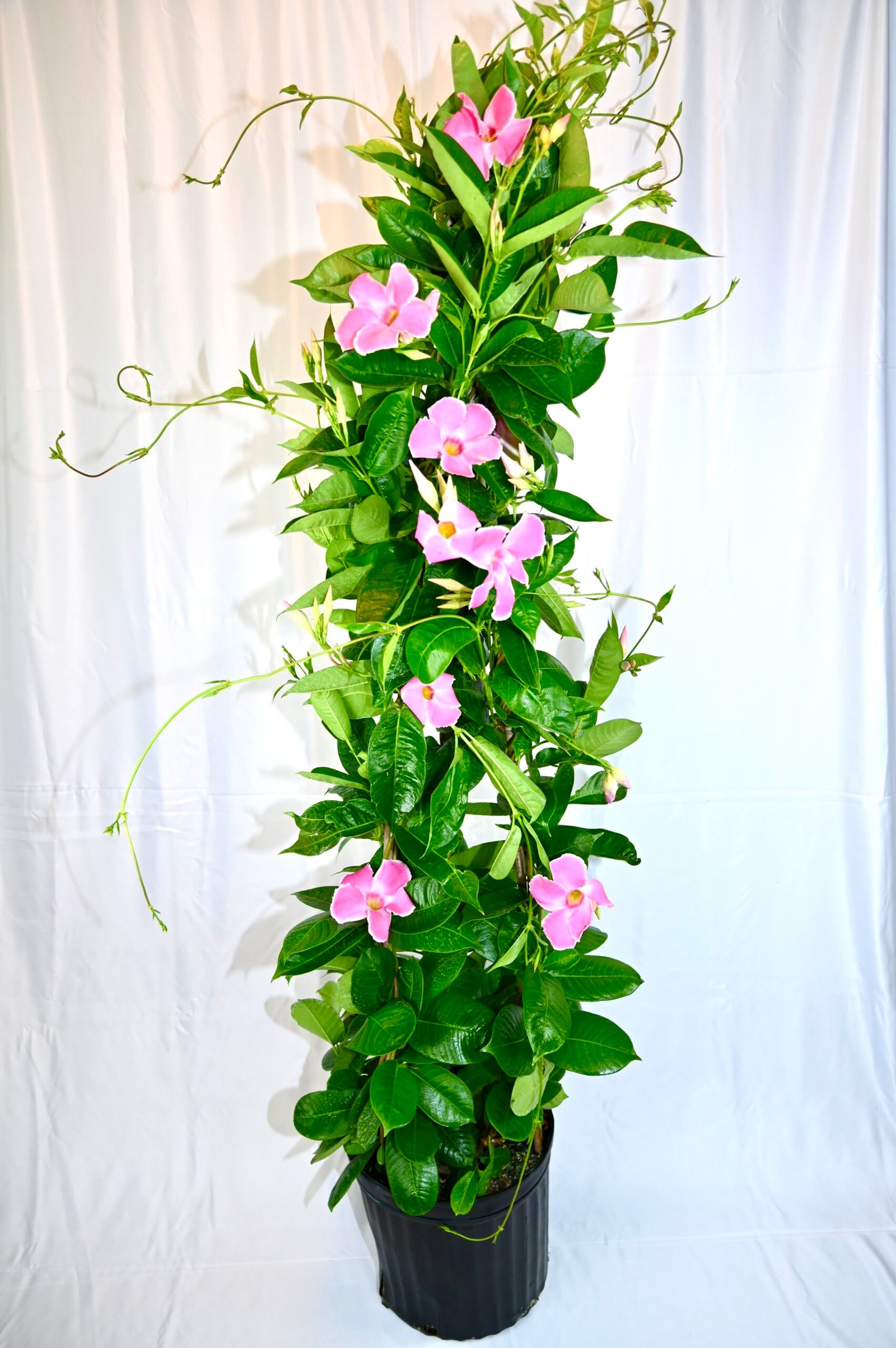 Mandevilla Teepee (pink/red/white/raspberry kiss)