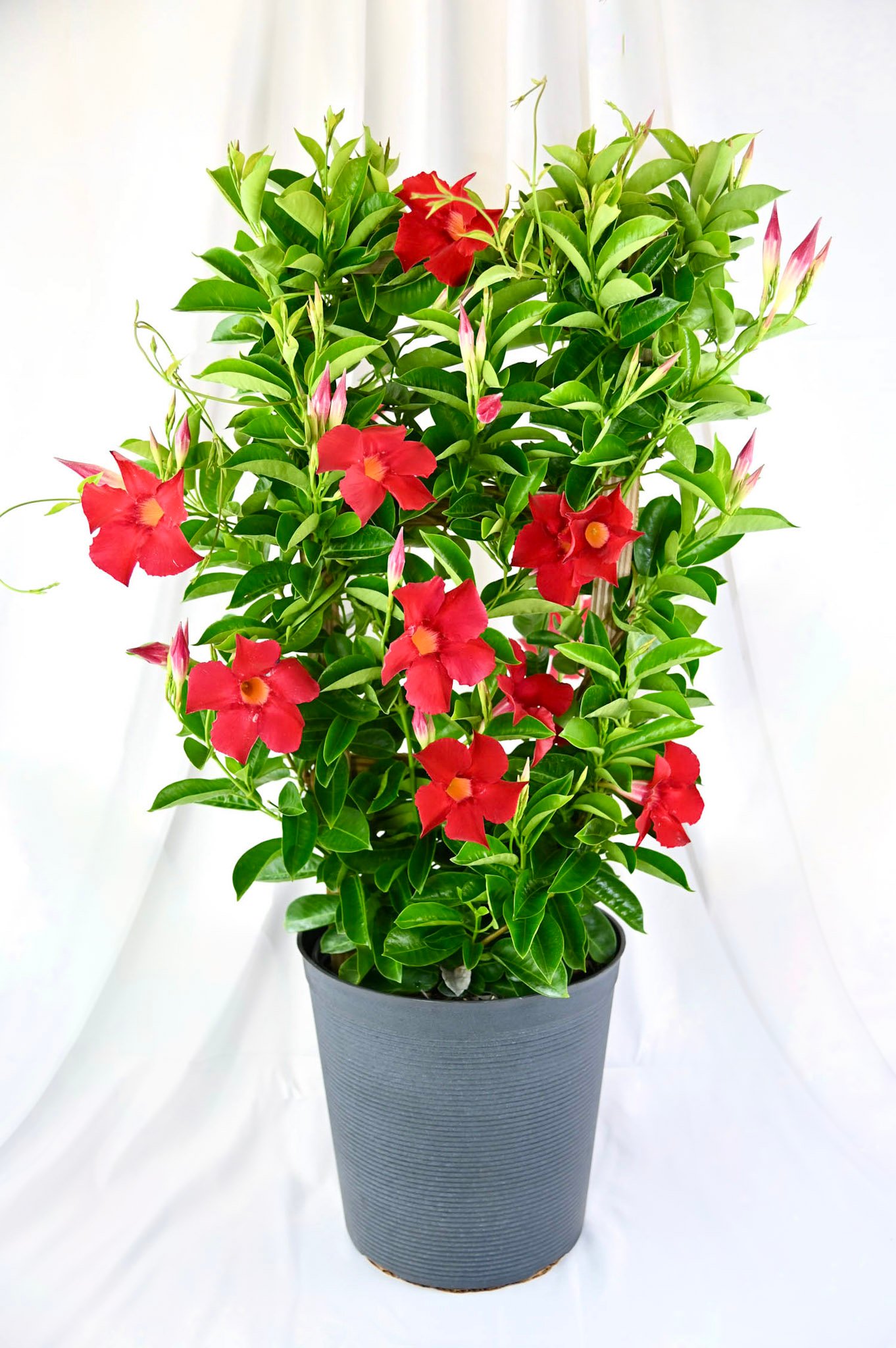 Mandevilla Trellis (pink/red/white)