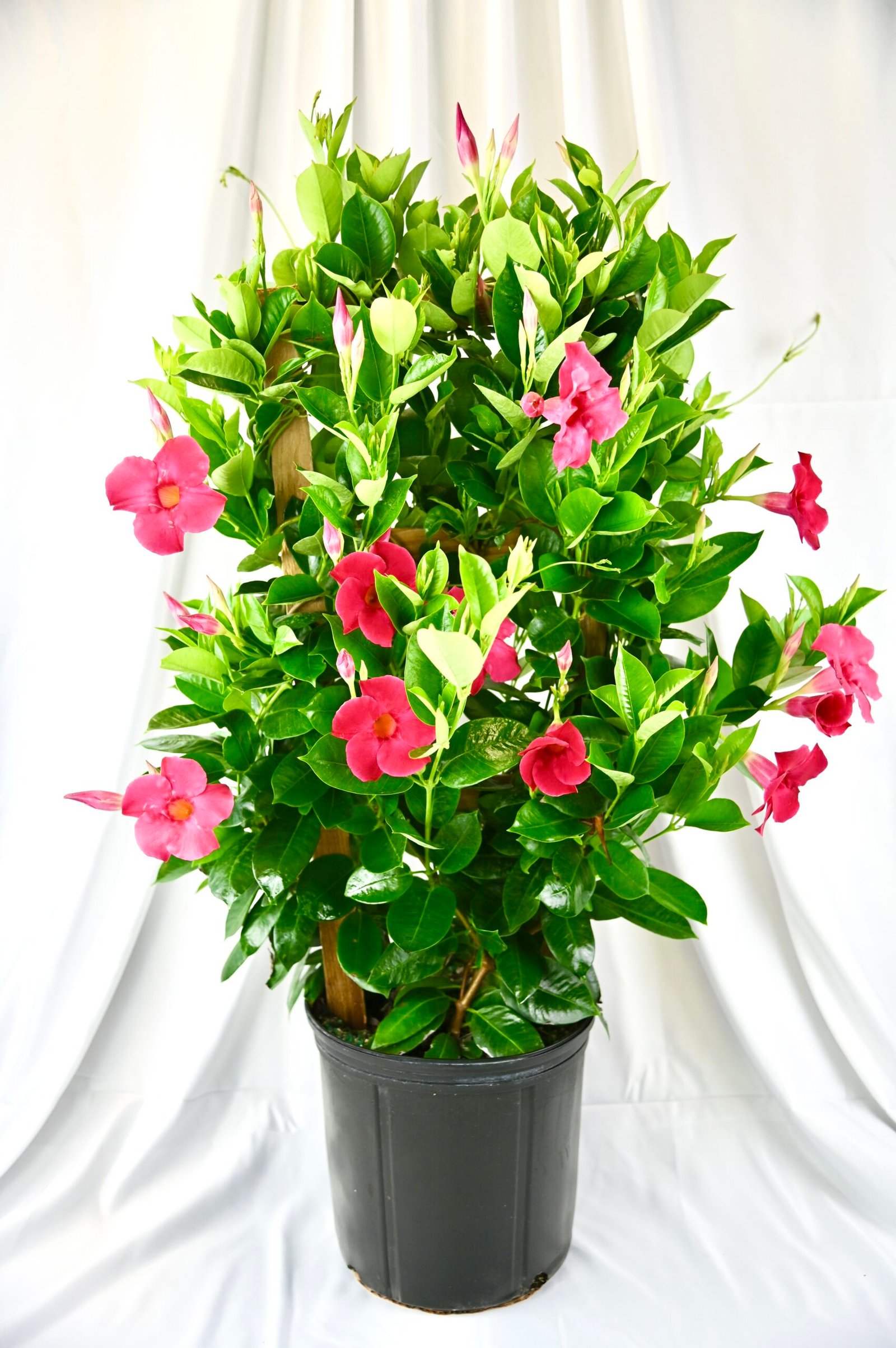 Mandevilla Trellis (pink/red/white)