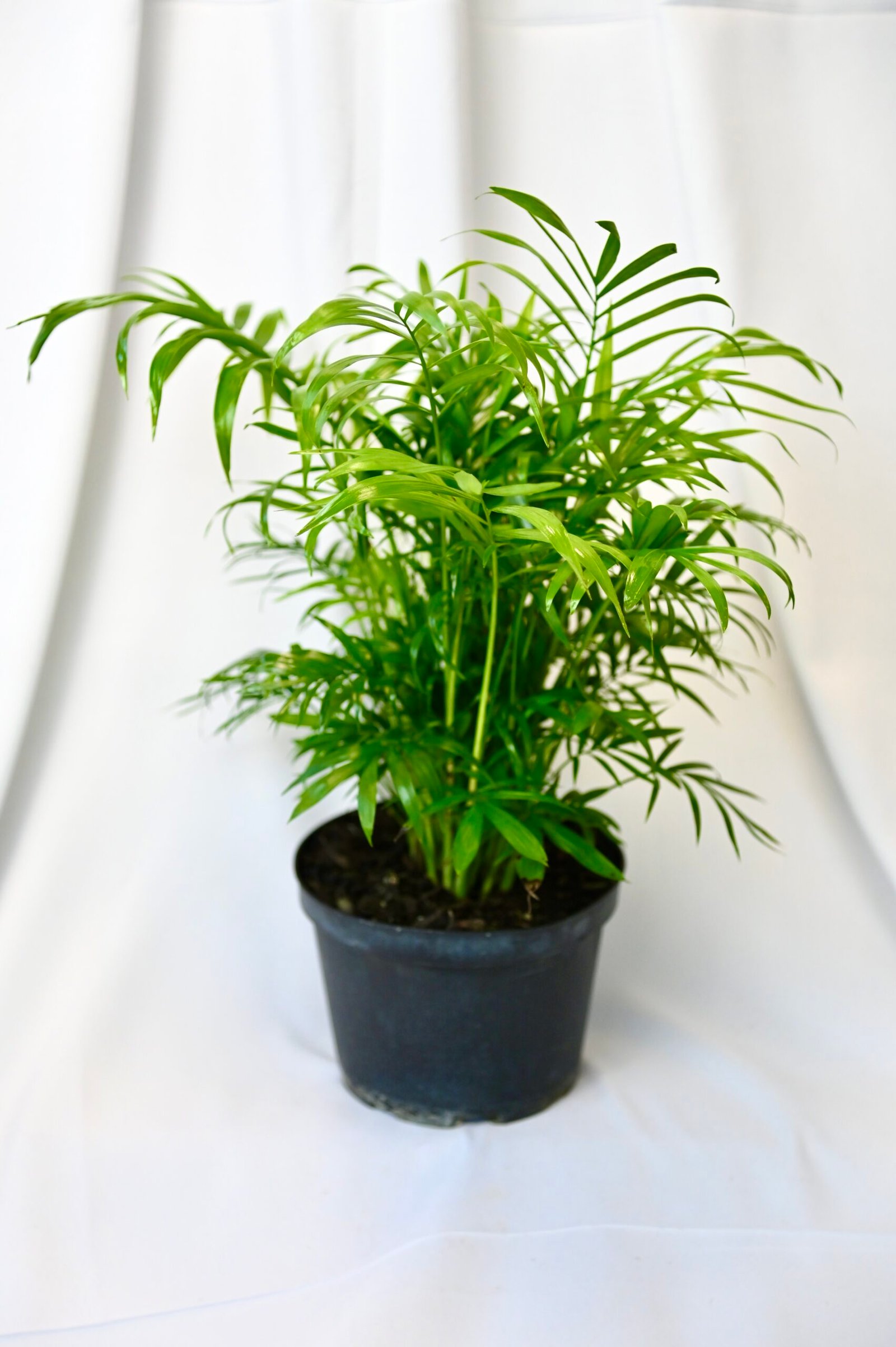 Neanthebella Palm