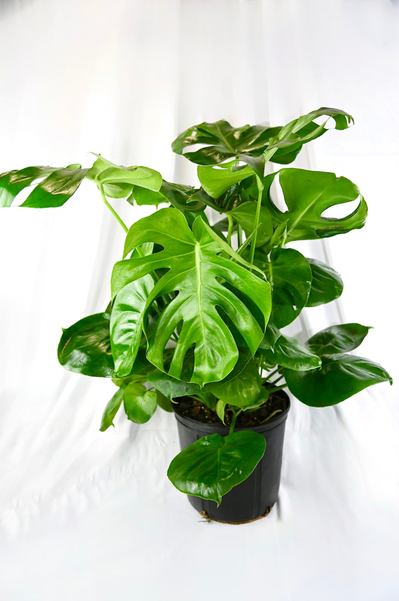 Philodendron Monstera (Bush)