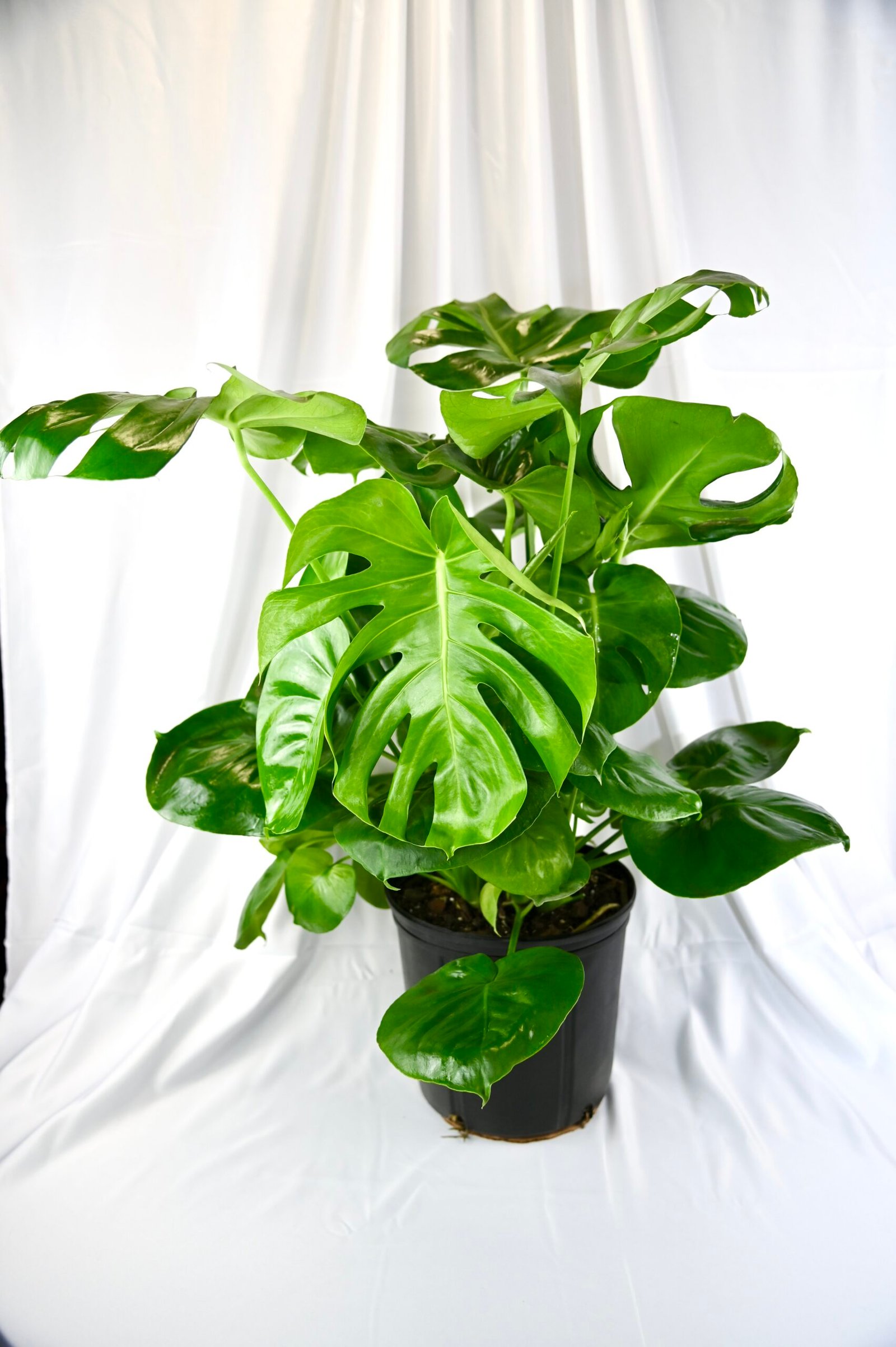 Philodendron Monstera (Bush)