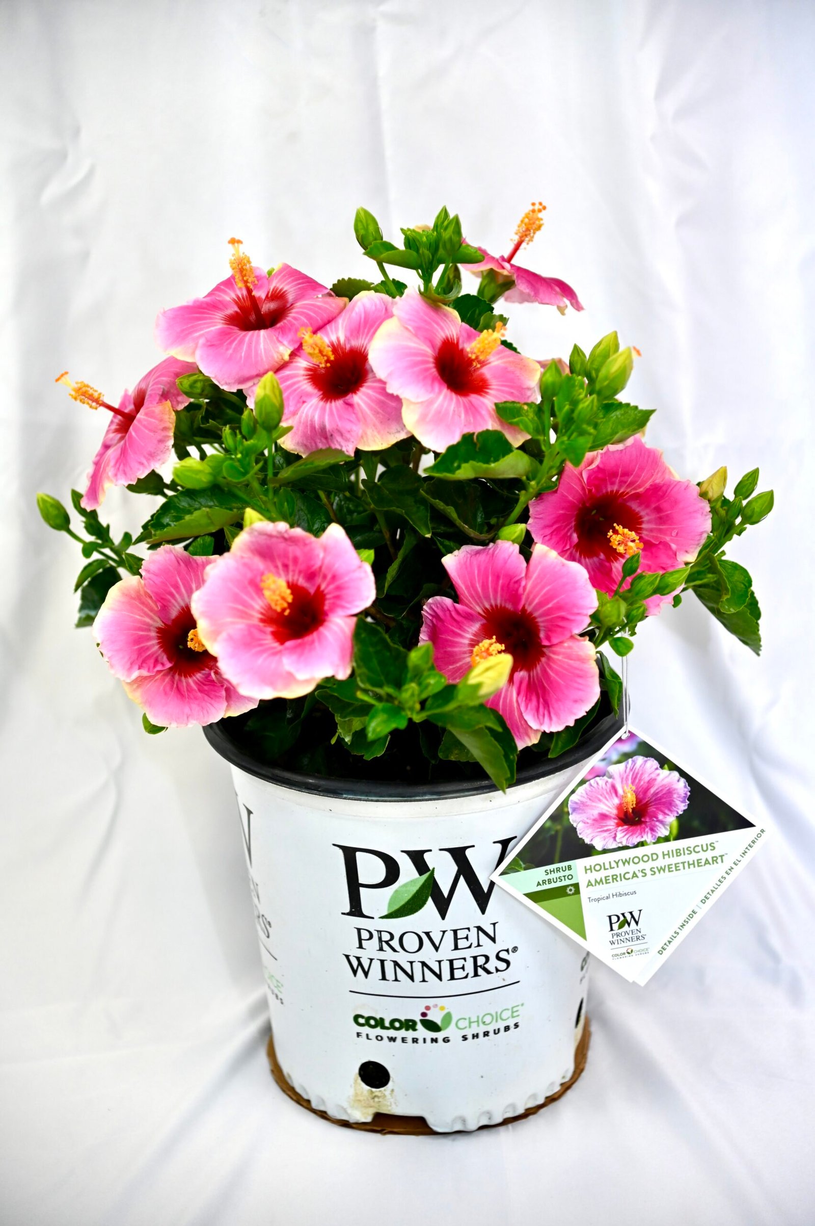 Premium Hibiscus Bush (Mix of Tradewinds & Proven Winter Hollywood hibiscus)