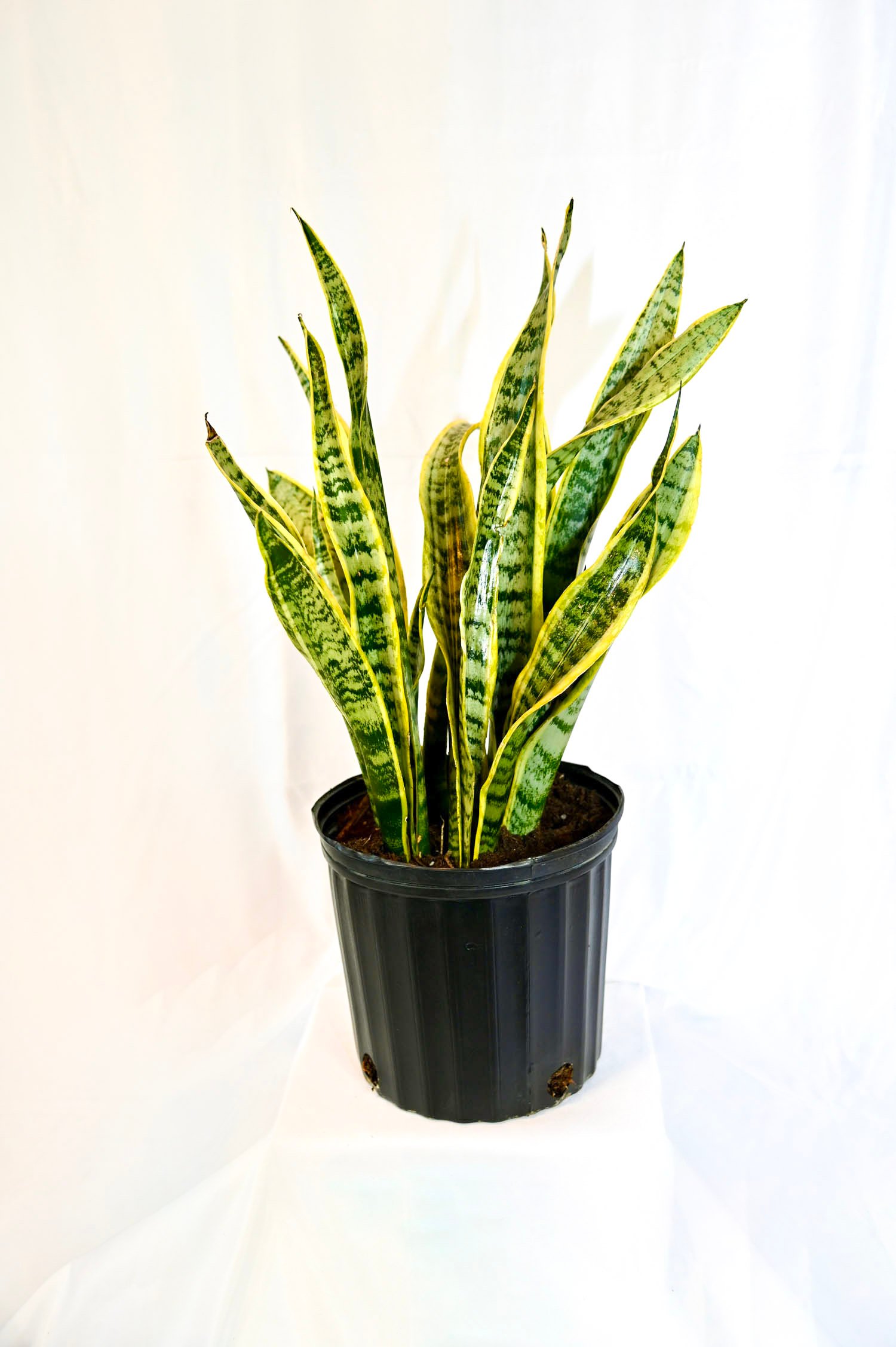 Sansevieria (Laurentii)