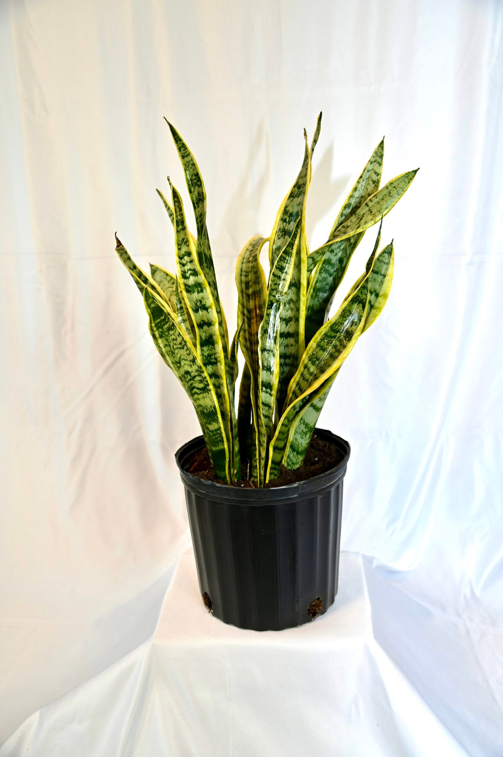 Sansevieria (Laurentii)