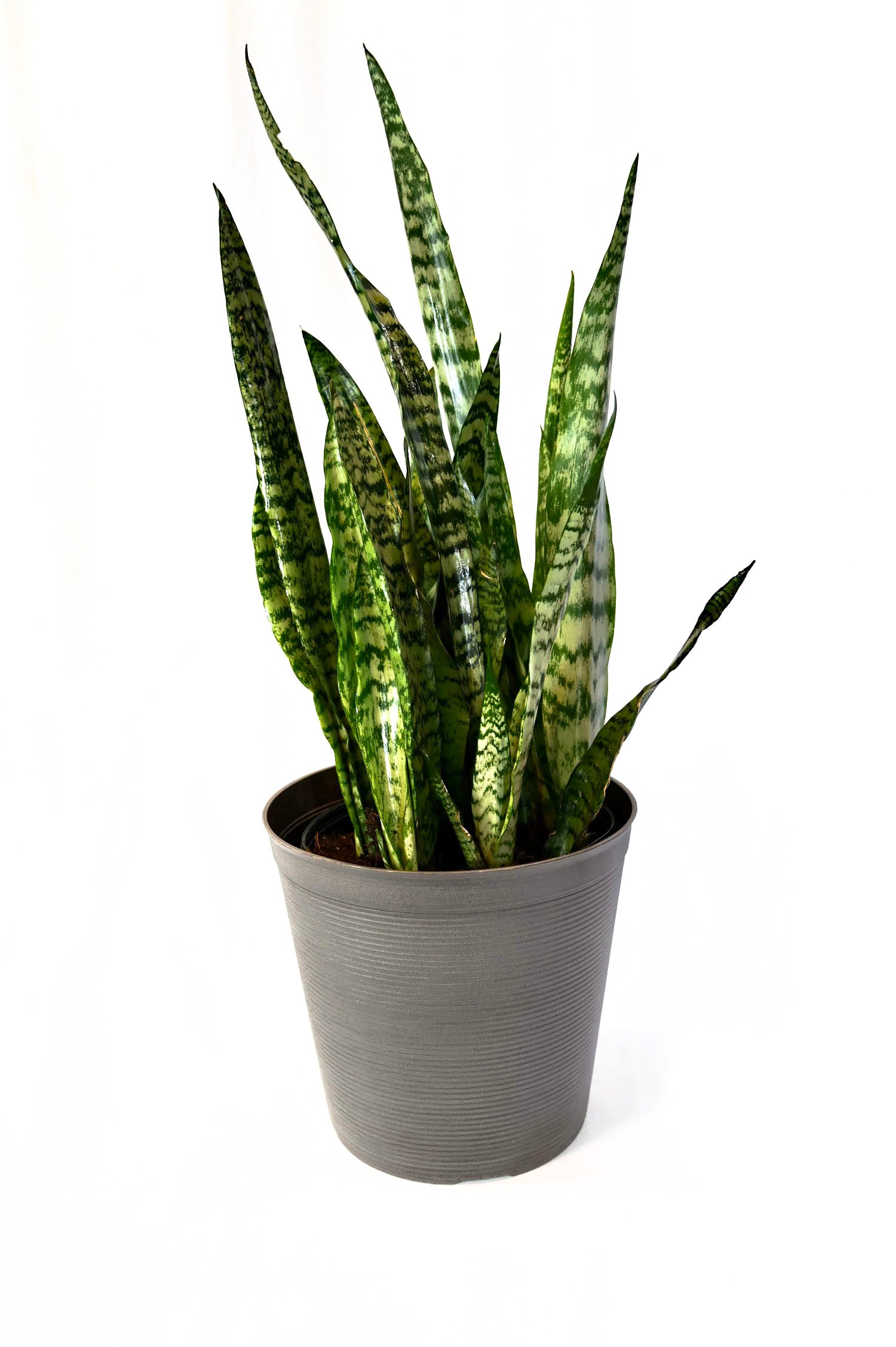 Sansevieria (Zeylanica)
