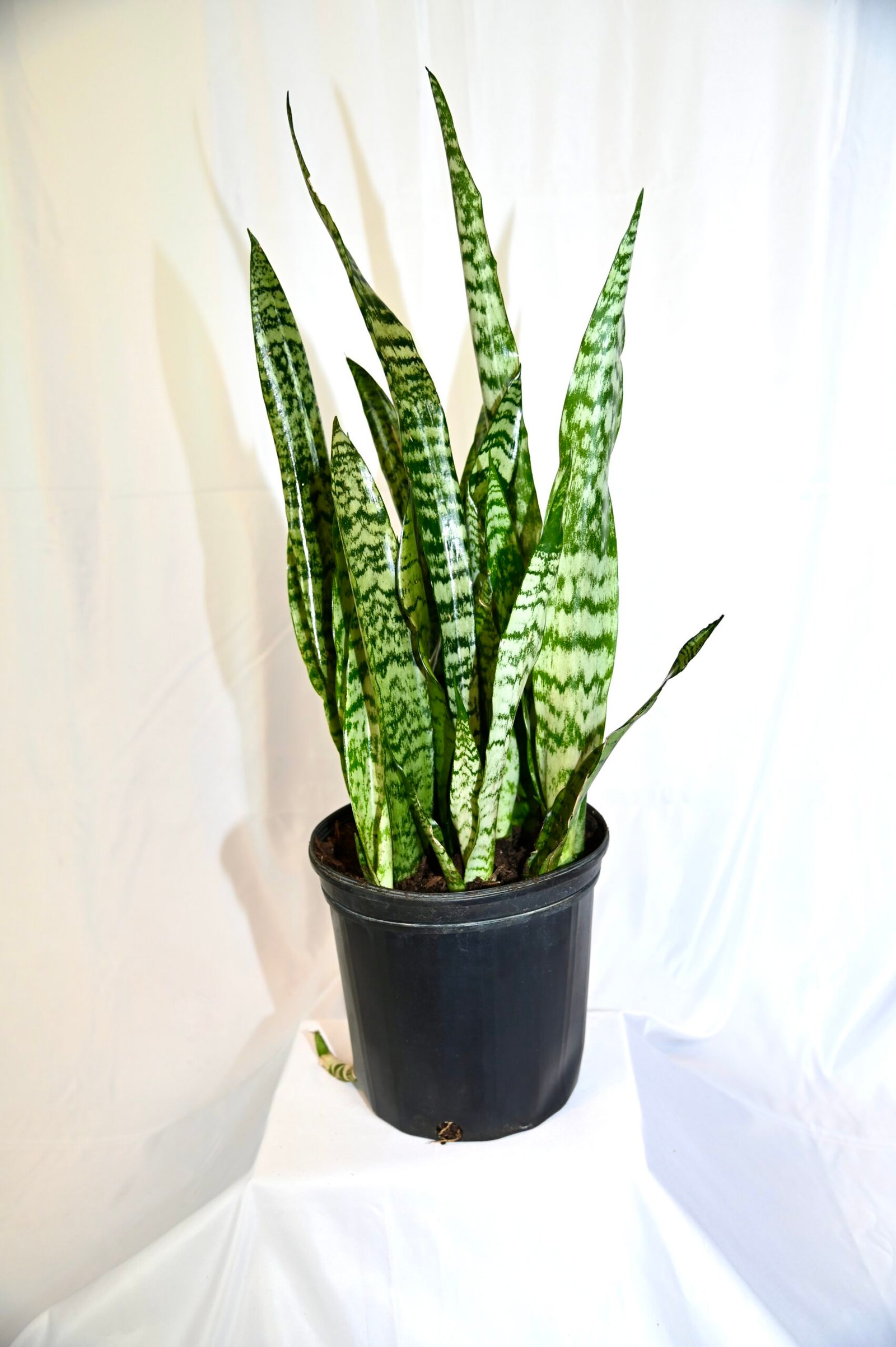 Sansevieria (Zeylanica)