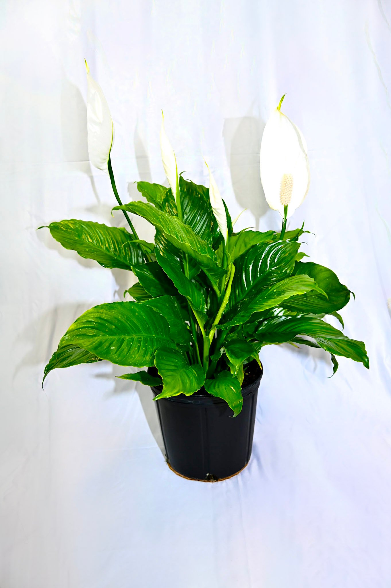 Spathiphyllum