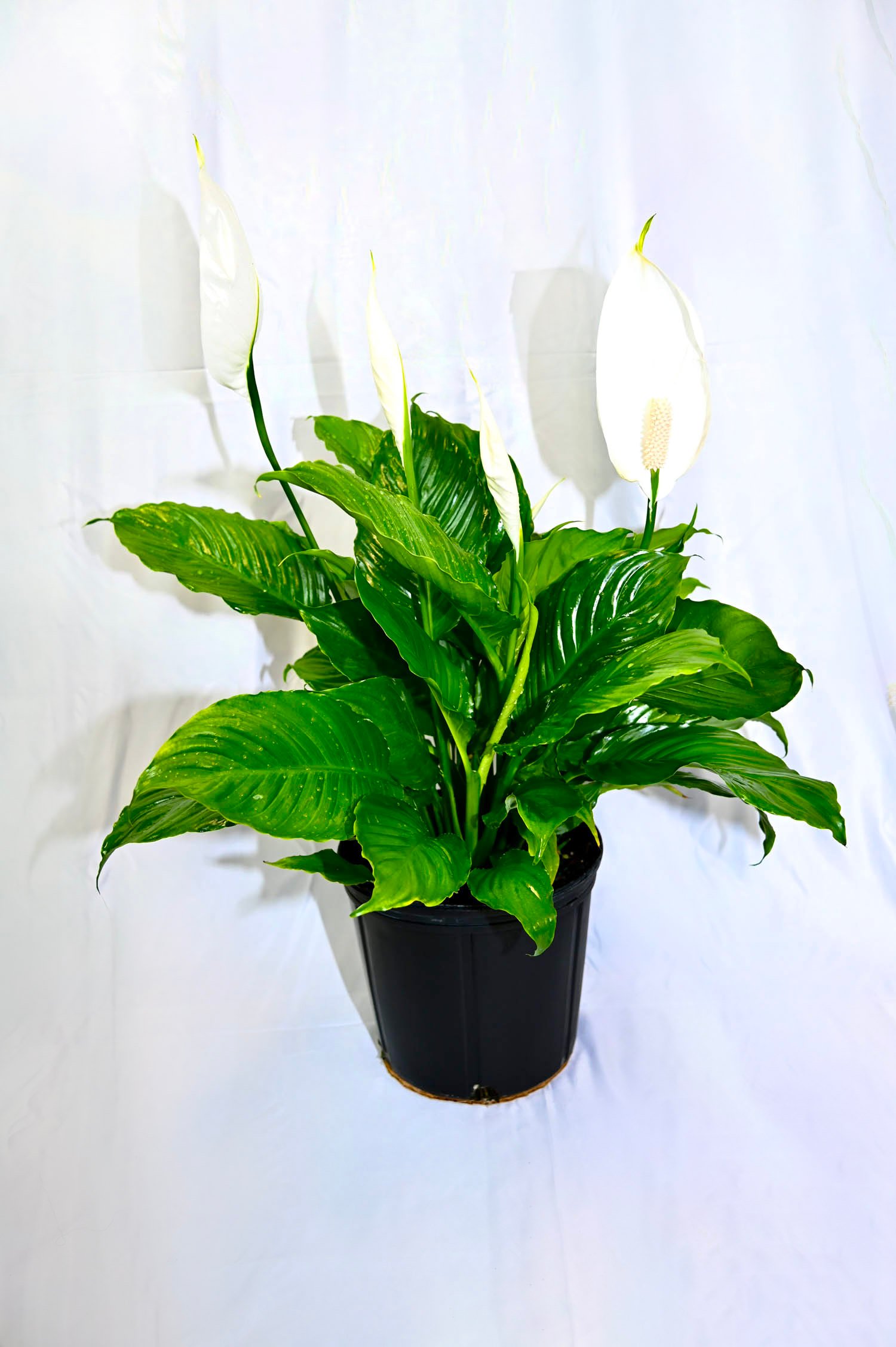 Spathiphyllum