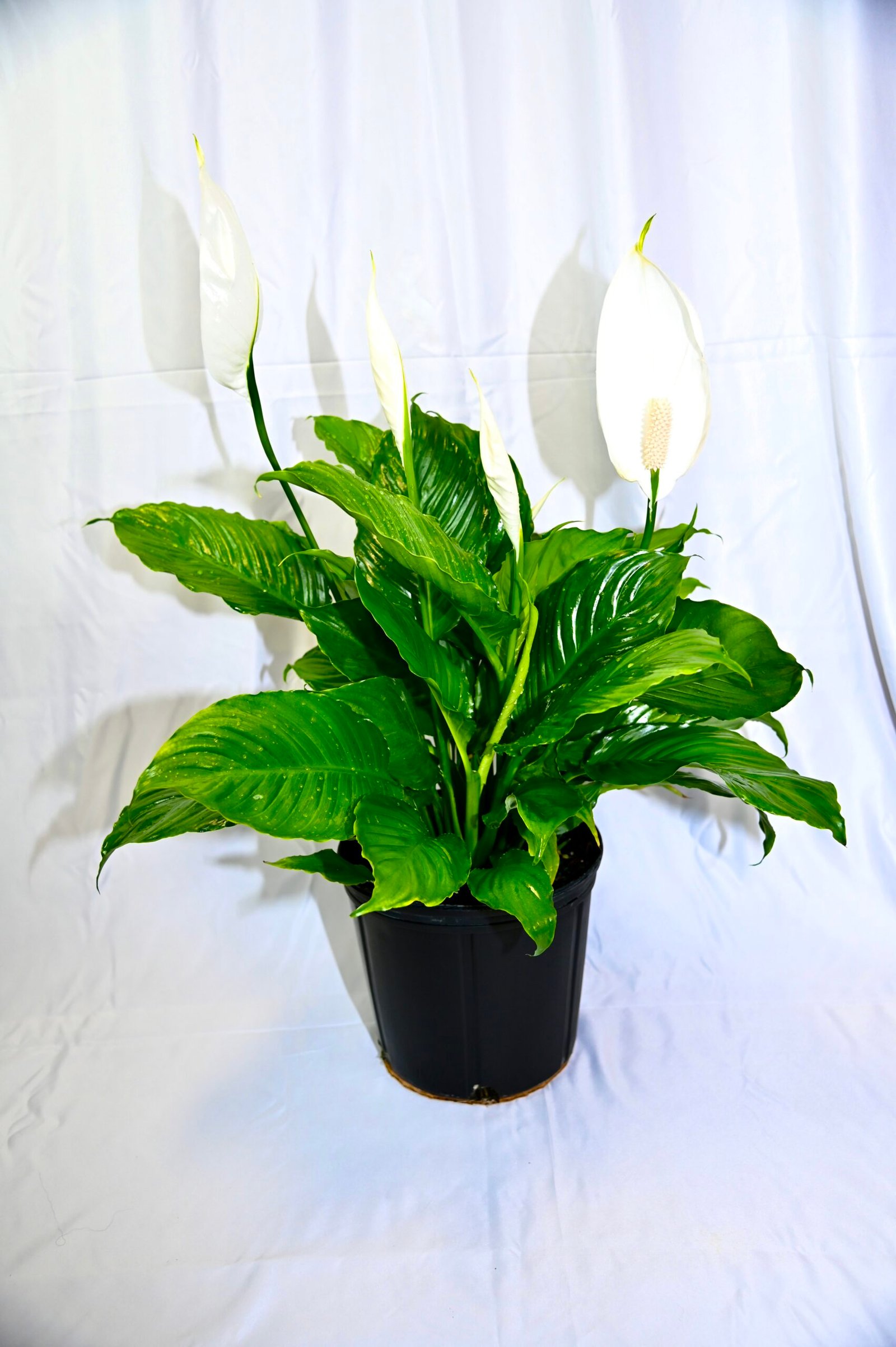 Spathiphyllum